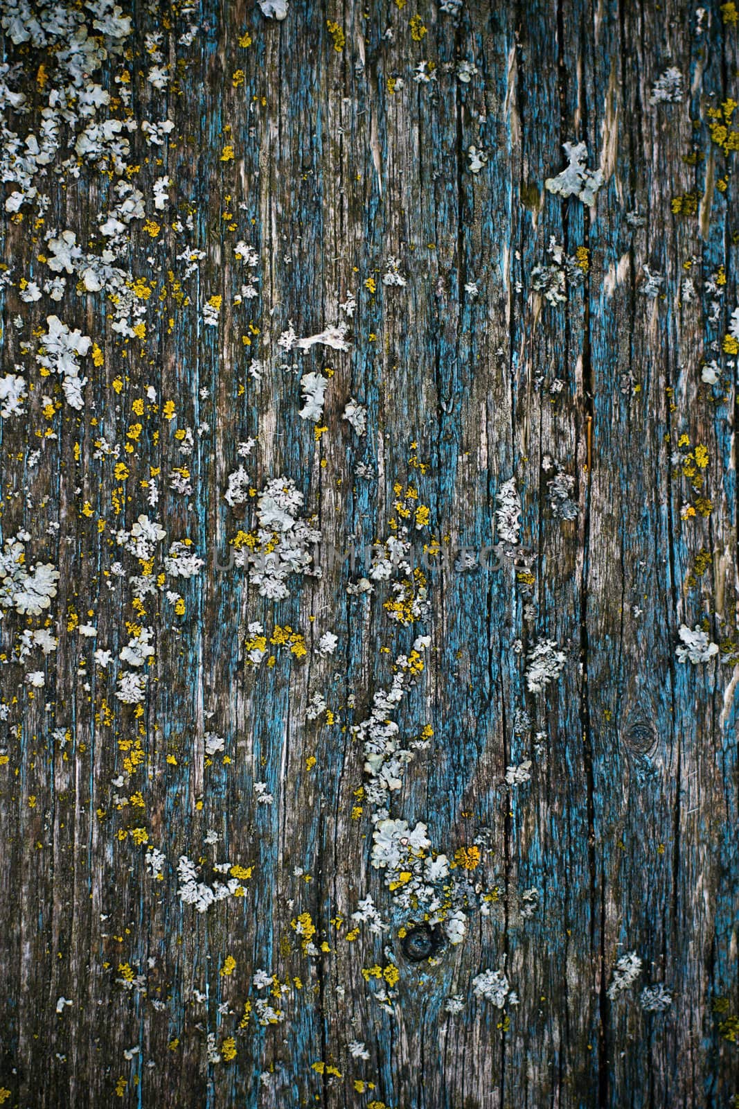 yellow lichen on a blue painted wood texture