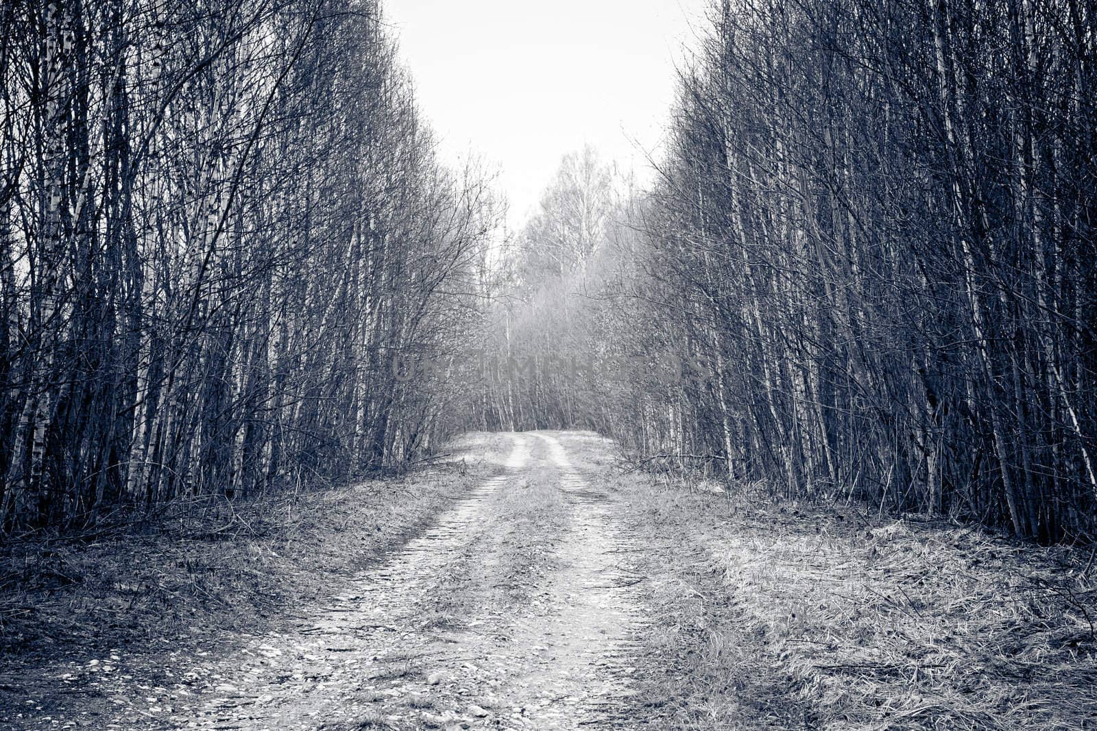 Rural road crosses birch trees.  by pashabo
