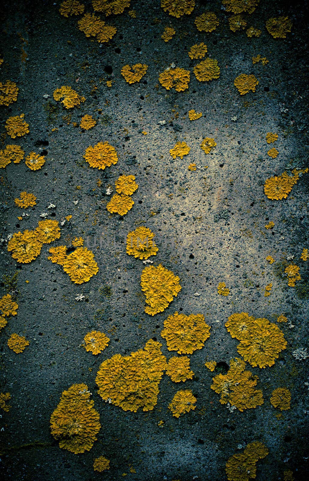 Wall detail with yellow  lichen pieces