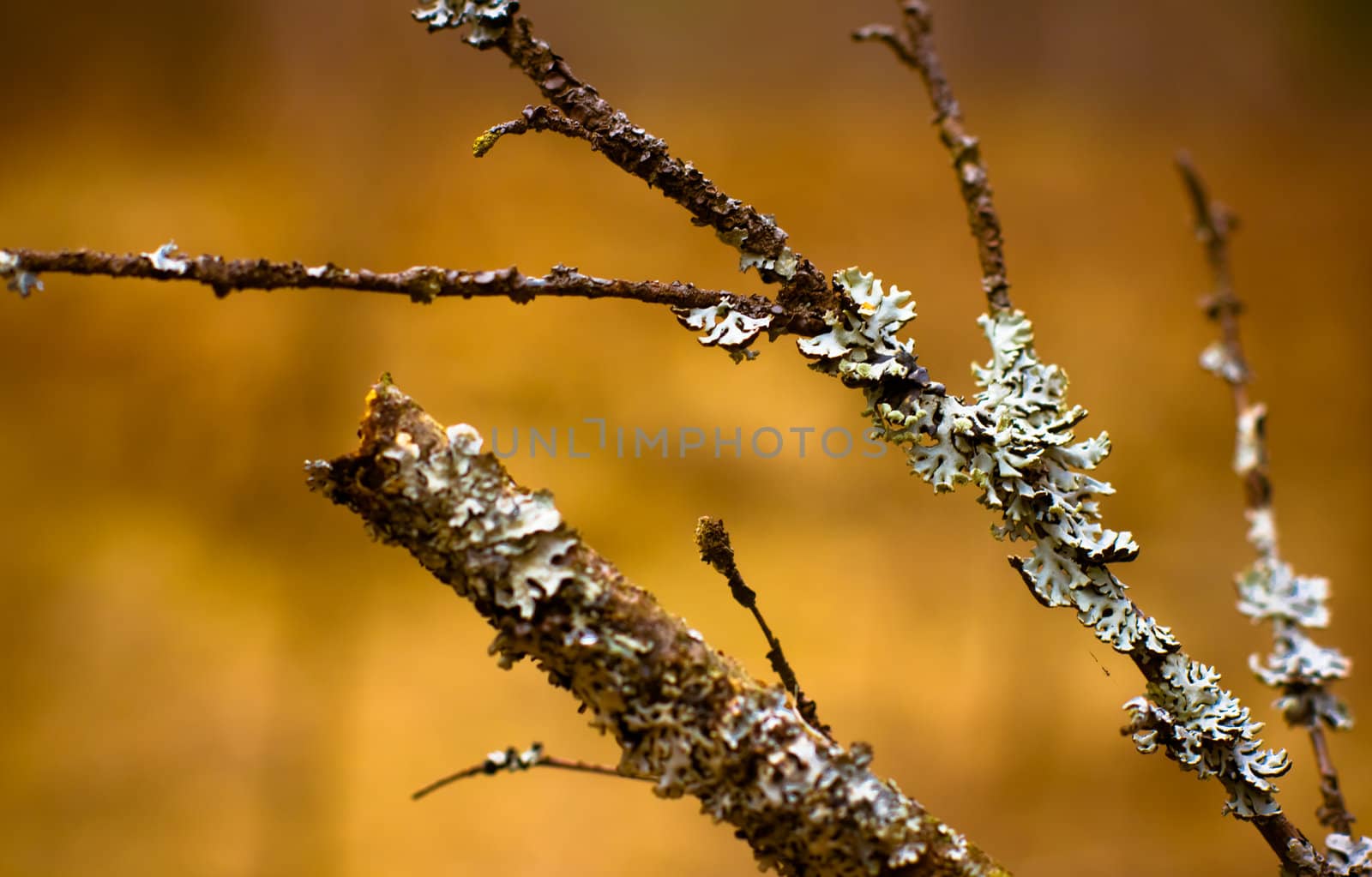Lichen (Hypogymnia physodes) growing on a branch by pashabo