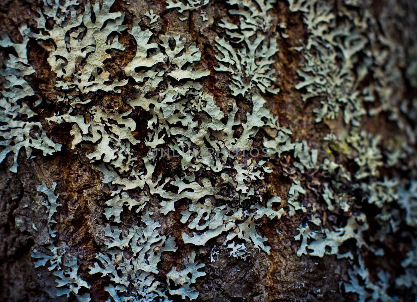 Lichen on wood surface by pashabo