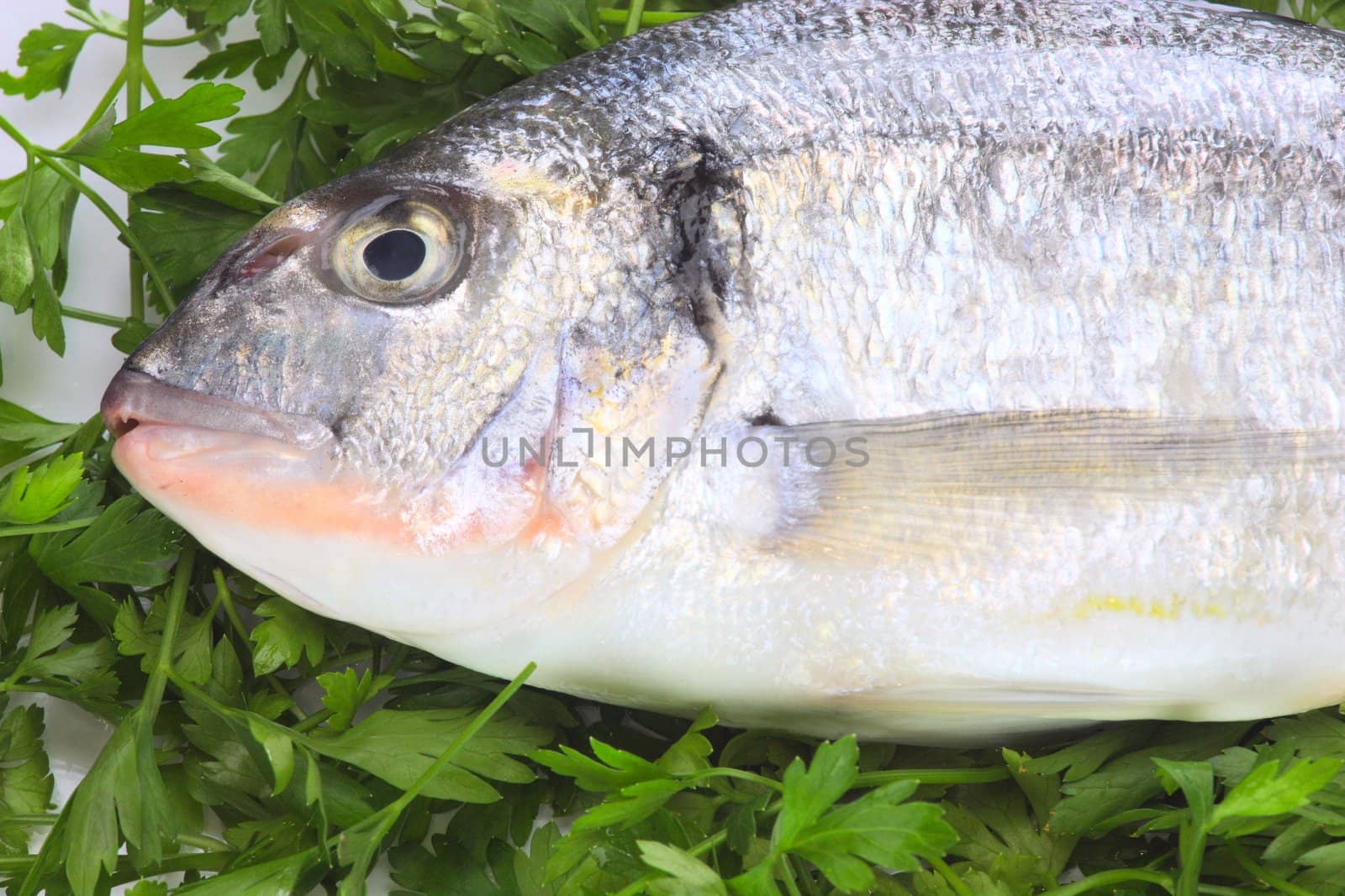 Pacific fresh fish background