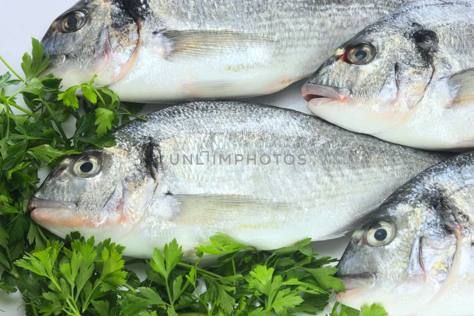 Pacific fresh fish background
