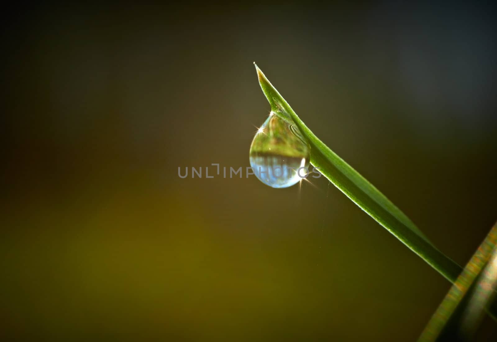 Green grass with dew drop on it  by pashabo