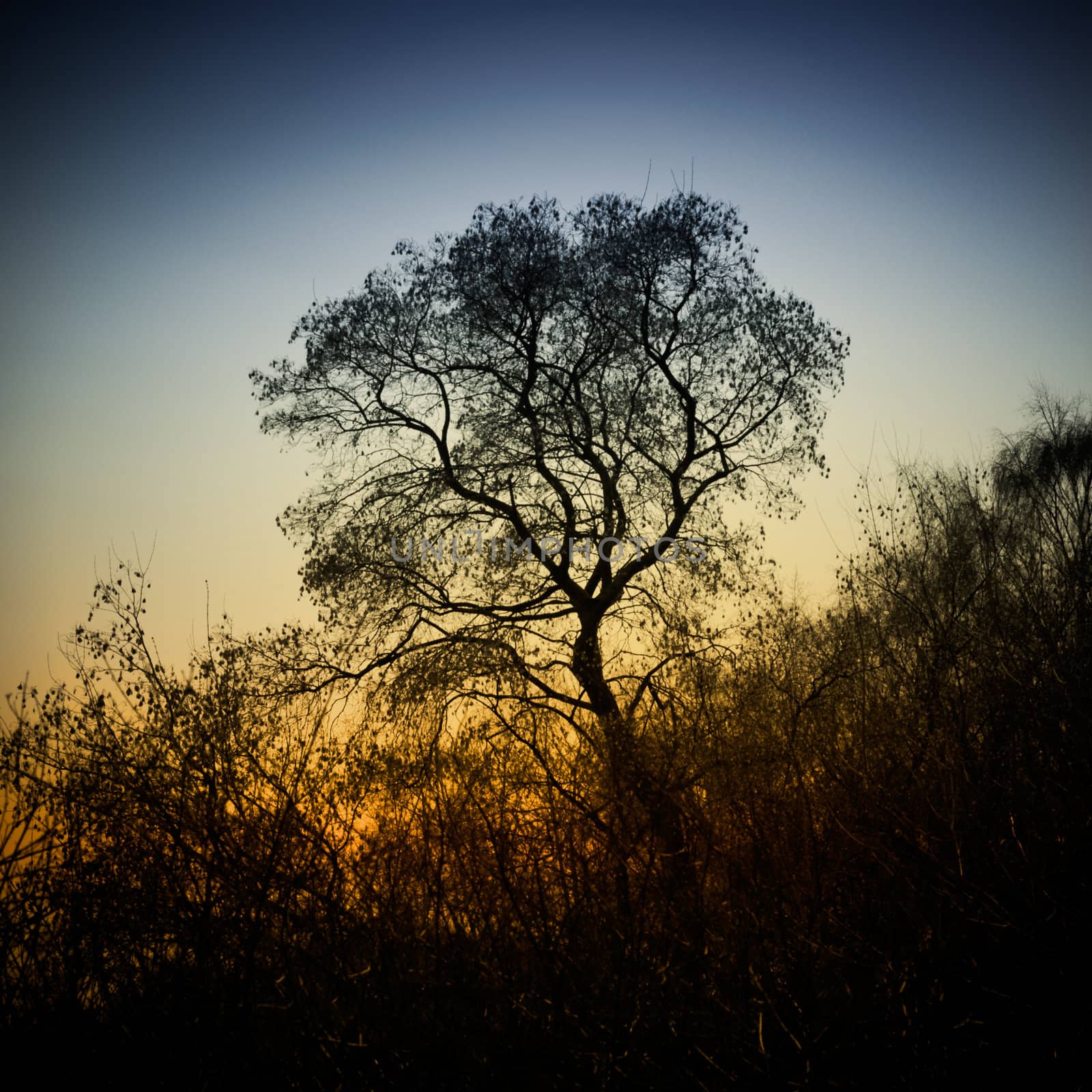 Tree Silhouette At Sunset by pashabo