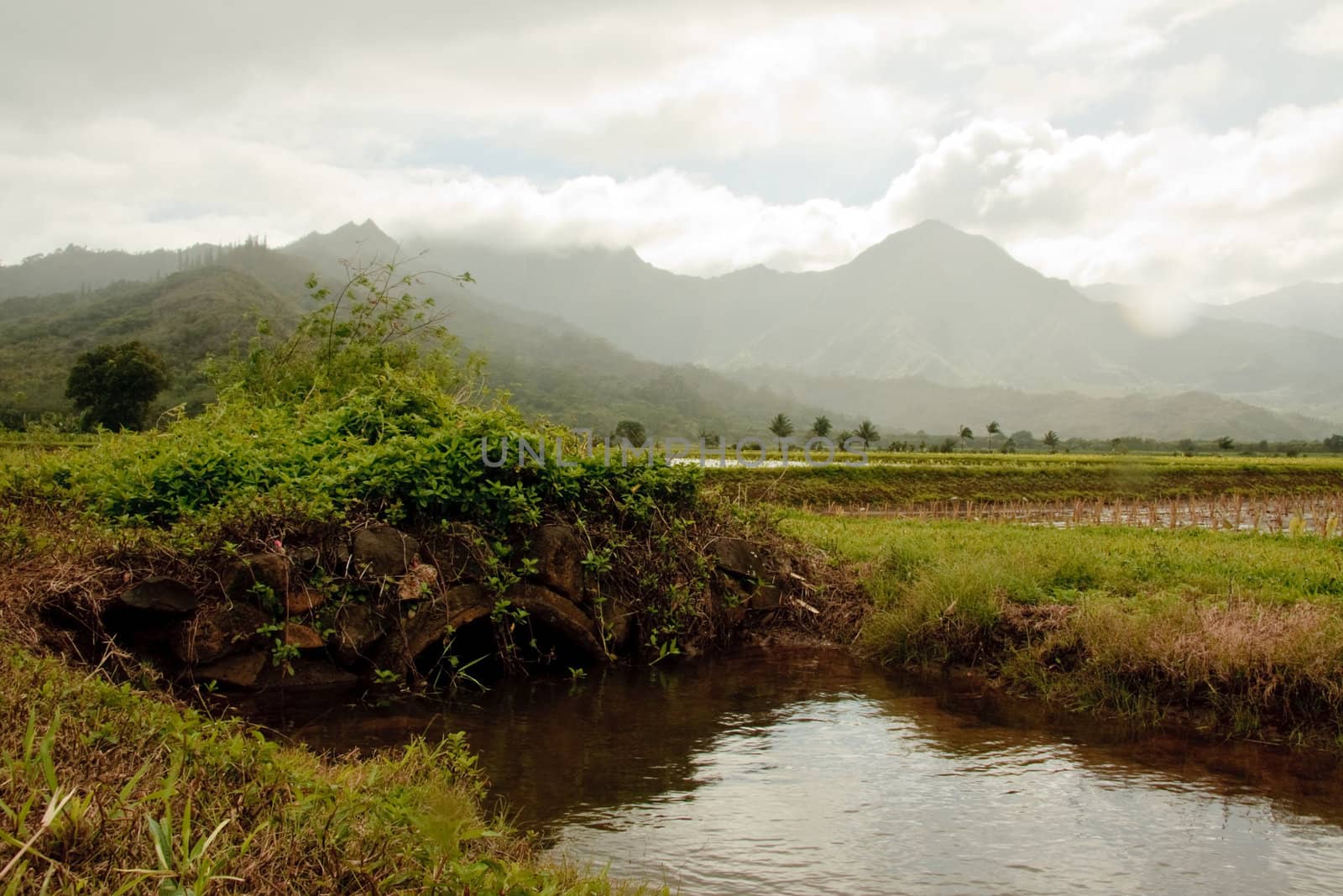 Small bridge over irrigation ditch in Hanalei valley by steheap