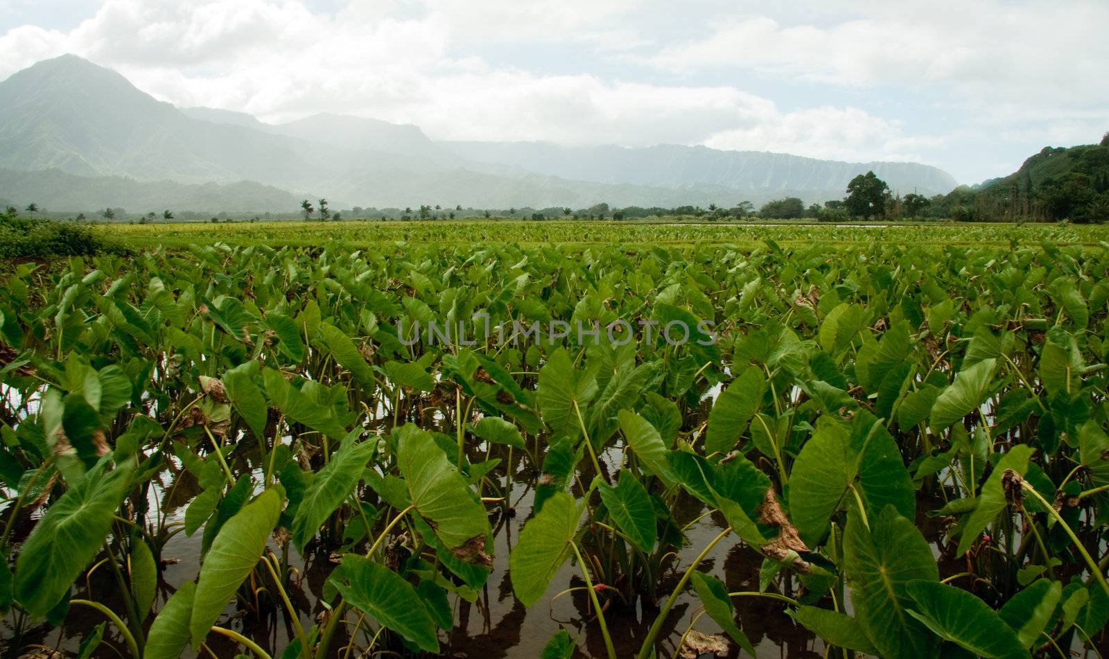 Close-up of Taro leaves in the Hanalei valley in Kauai