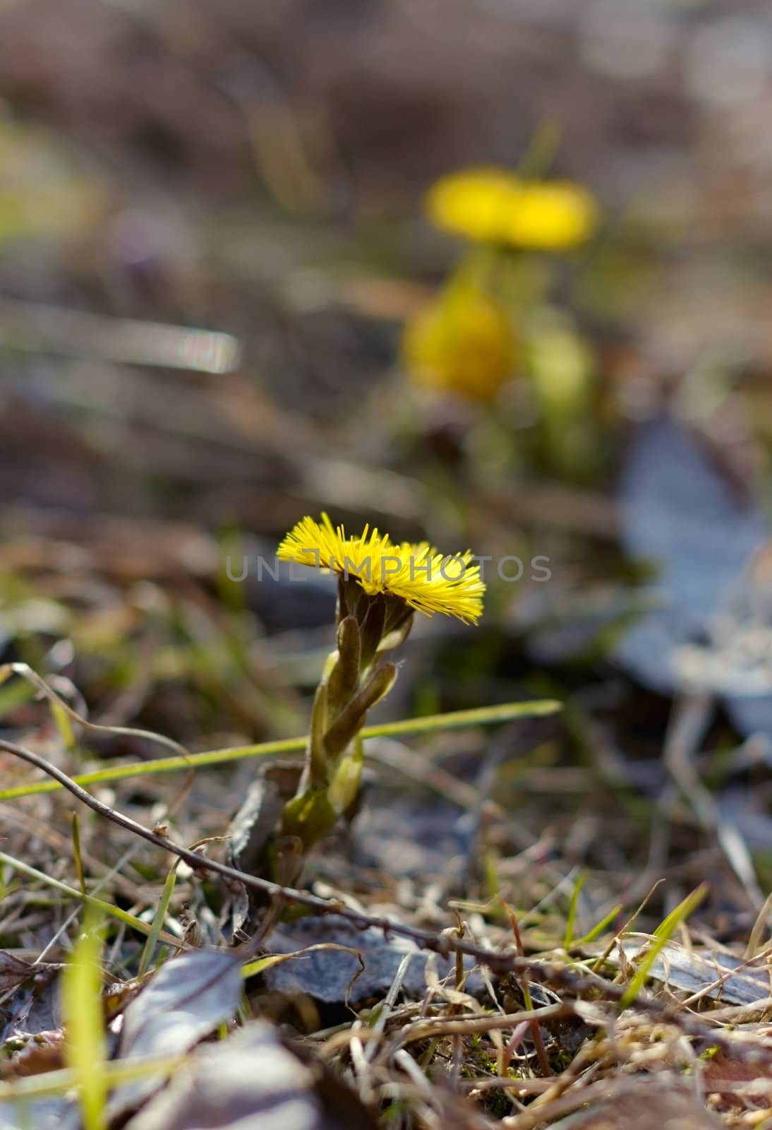 First coltsfoot flowers.