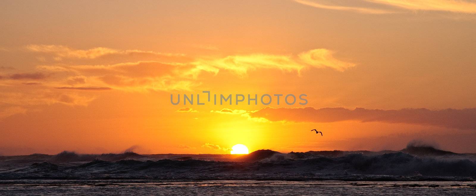 Bird swooping over the stormy sea at sunset