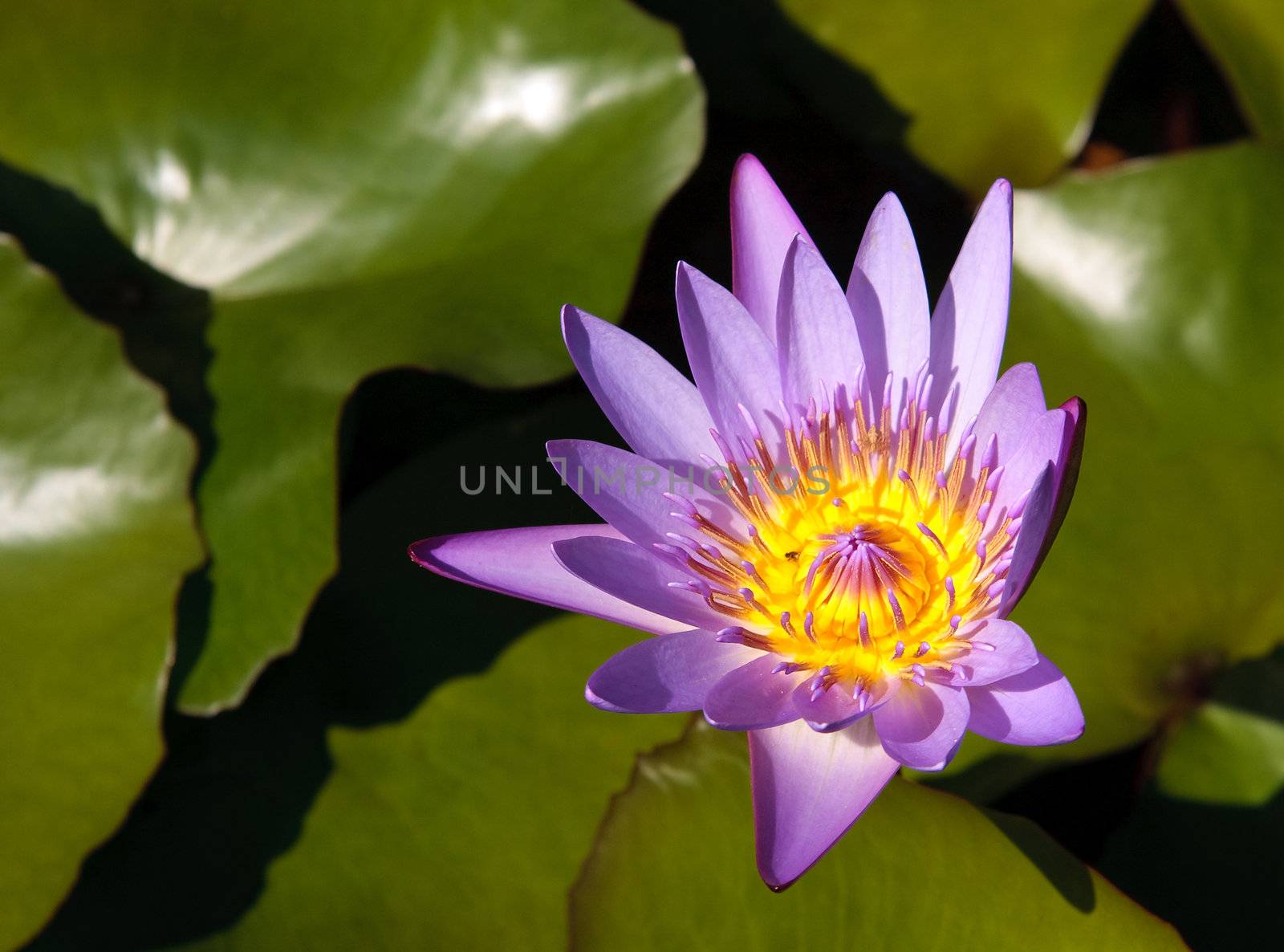 Close up of purple/violet water lily with surrounding green leaves