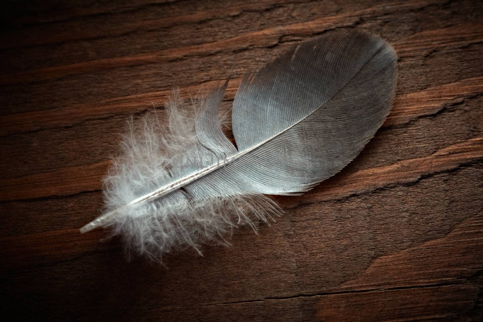 Pigeon feather on the old wood texture. by pashabo