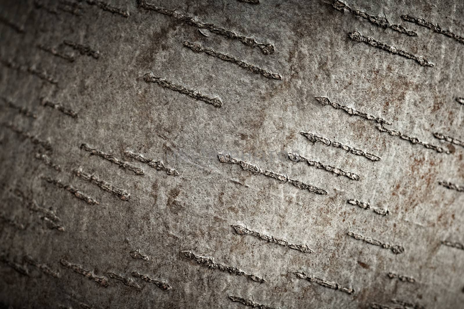Aspen tree bark texture, closeup shot. by pashabo