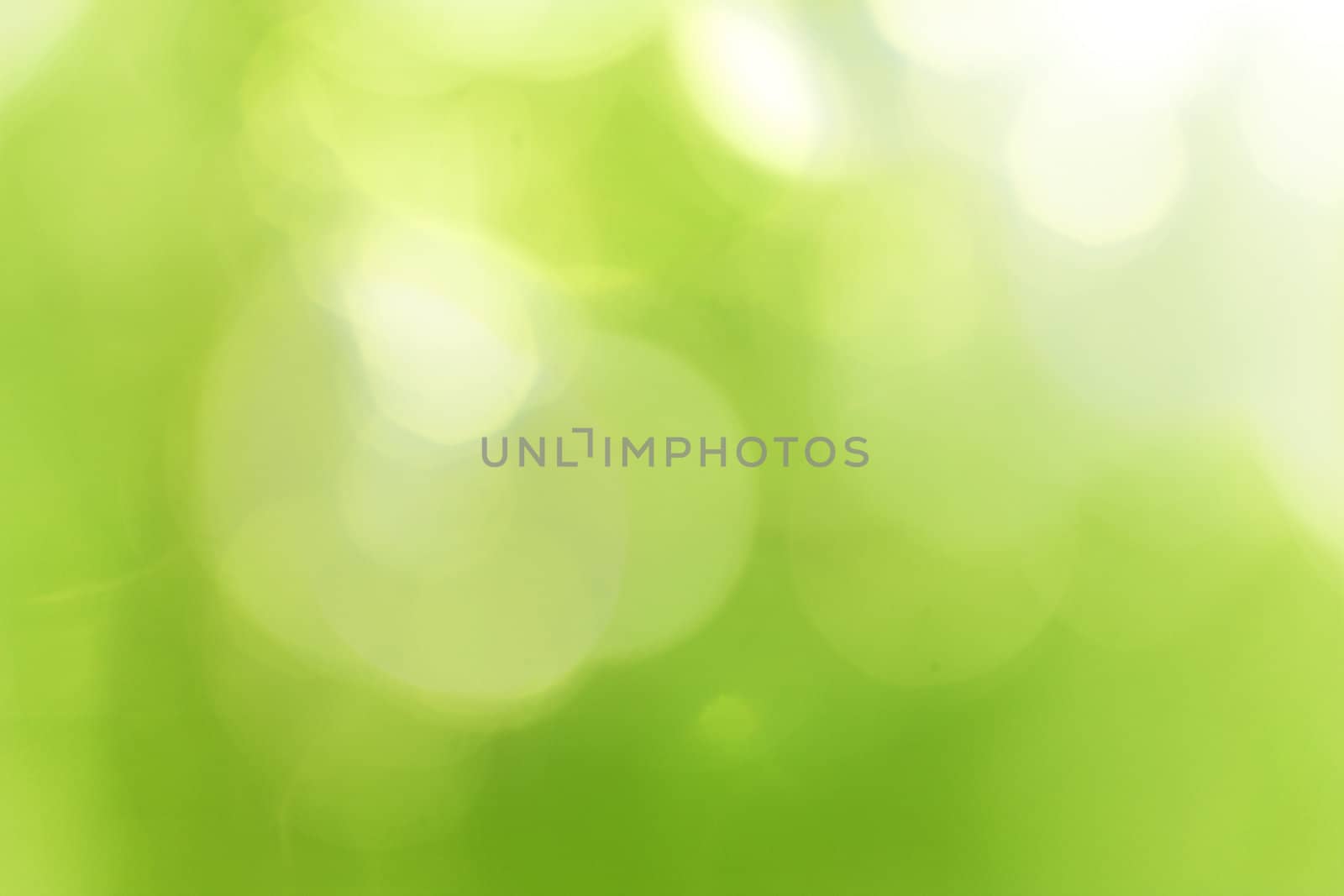 Green forest bokeh  by pashabo