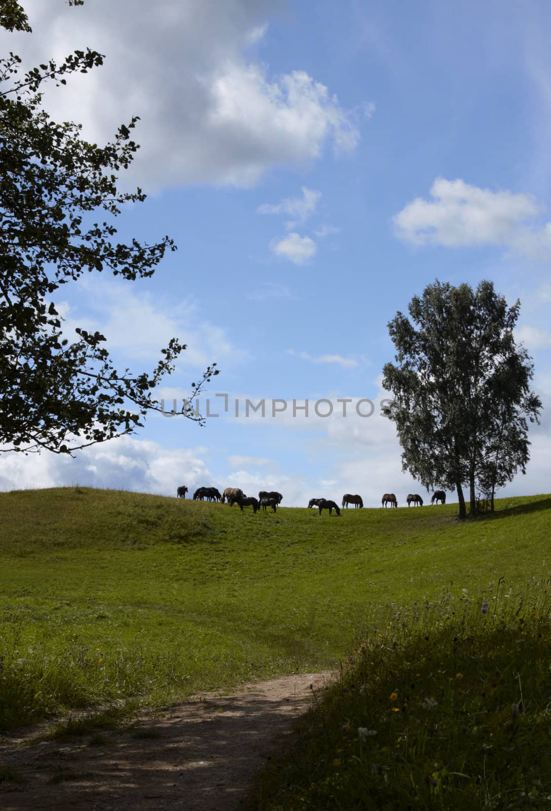 Horse grazing by Nikonas