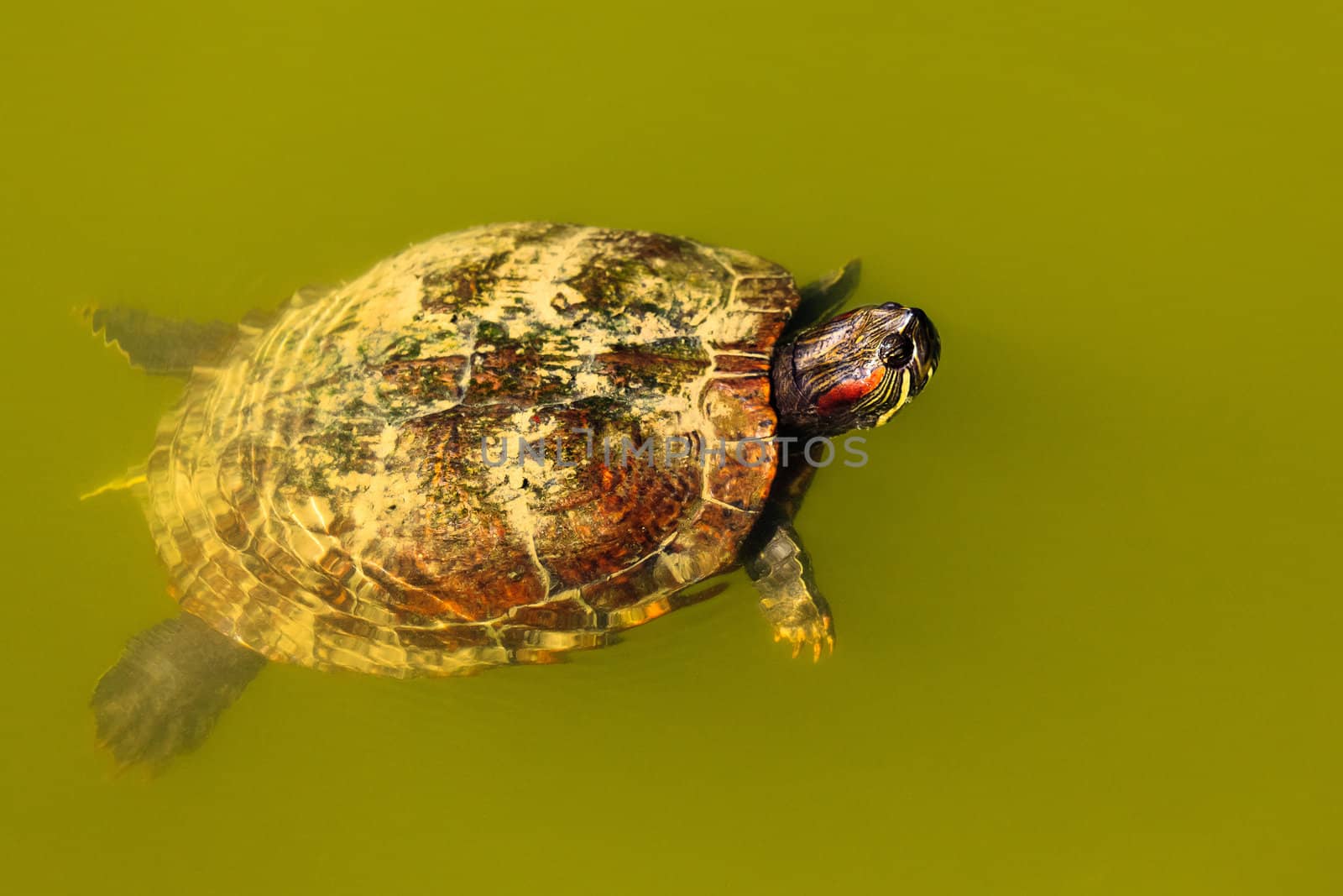 Beautiful turtle coming to the surface of the water to see what happens.