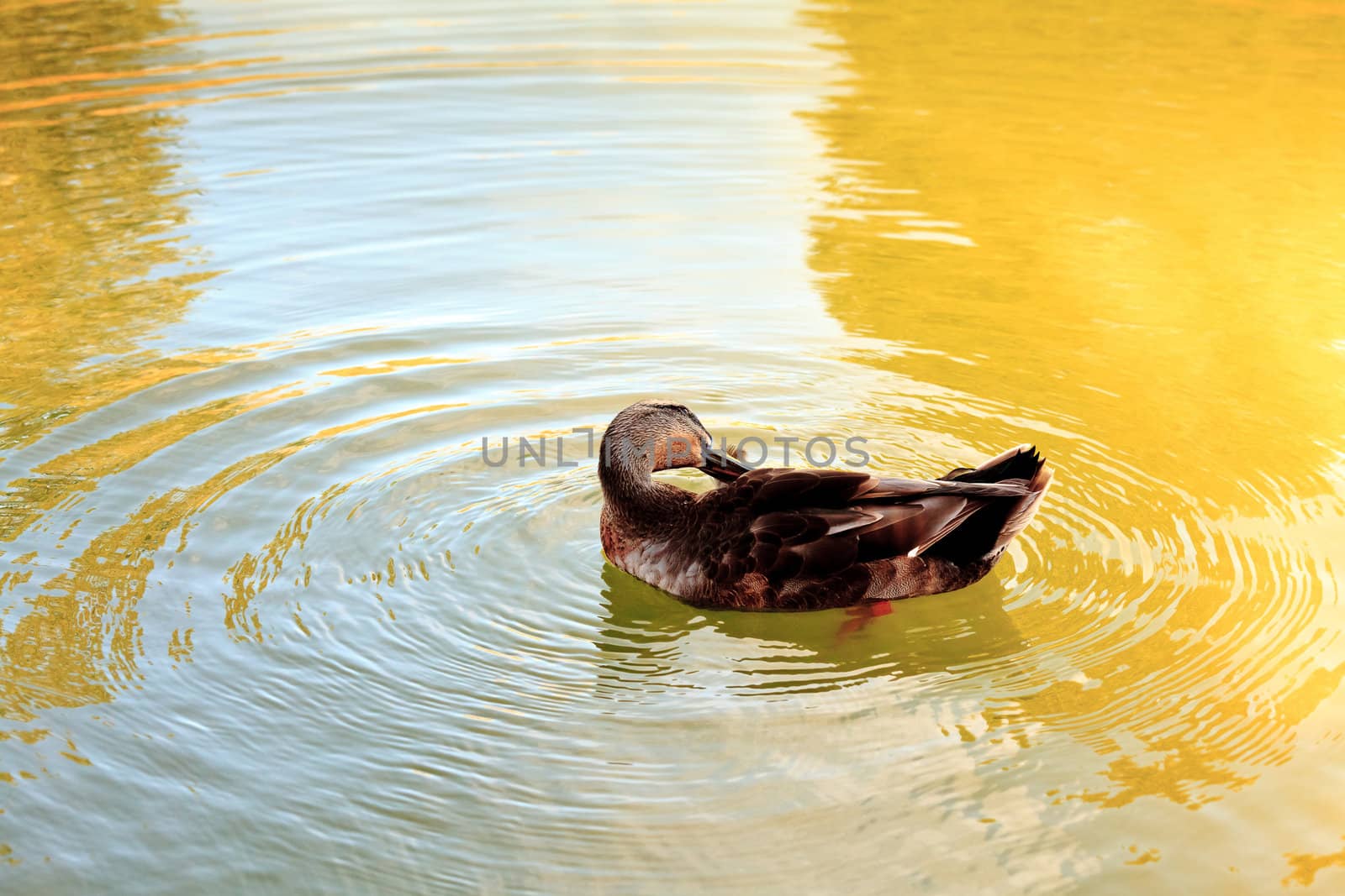 Mallard in the water to beautify their feathers.