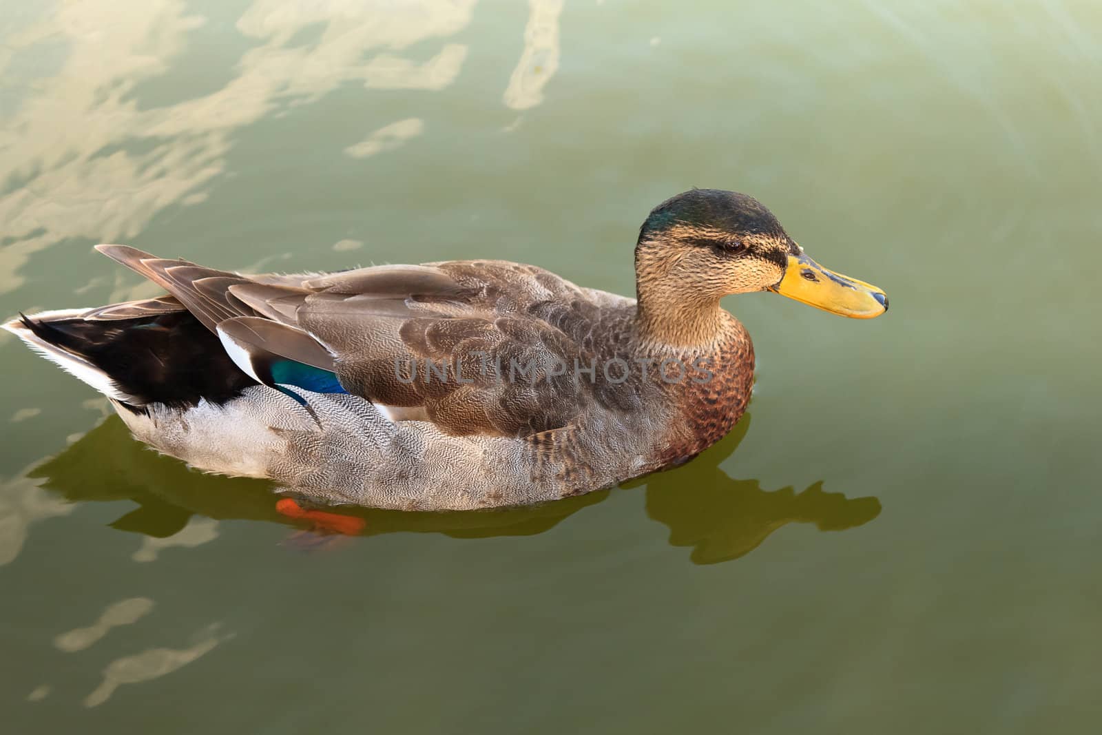 Mallard male in the water doing their round.