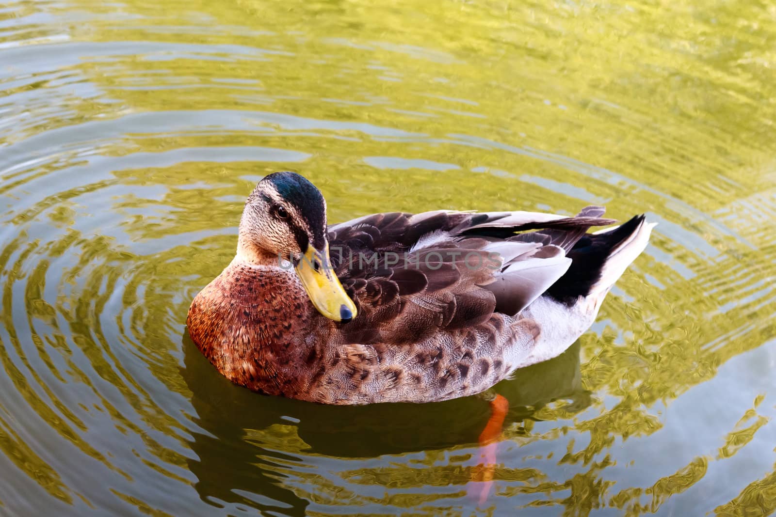 Mallard in the water to observe the environment around you.