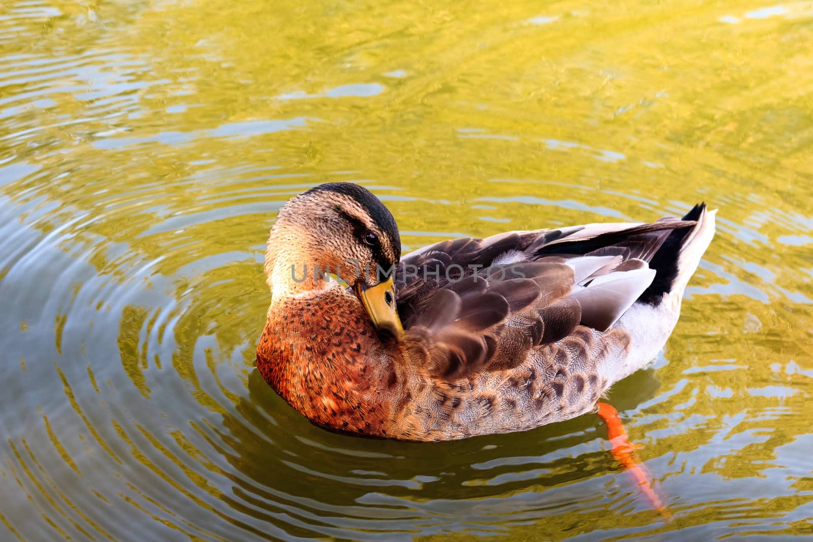 Mallard in the water to beautify their feathers.