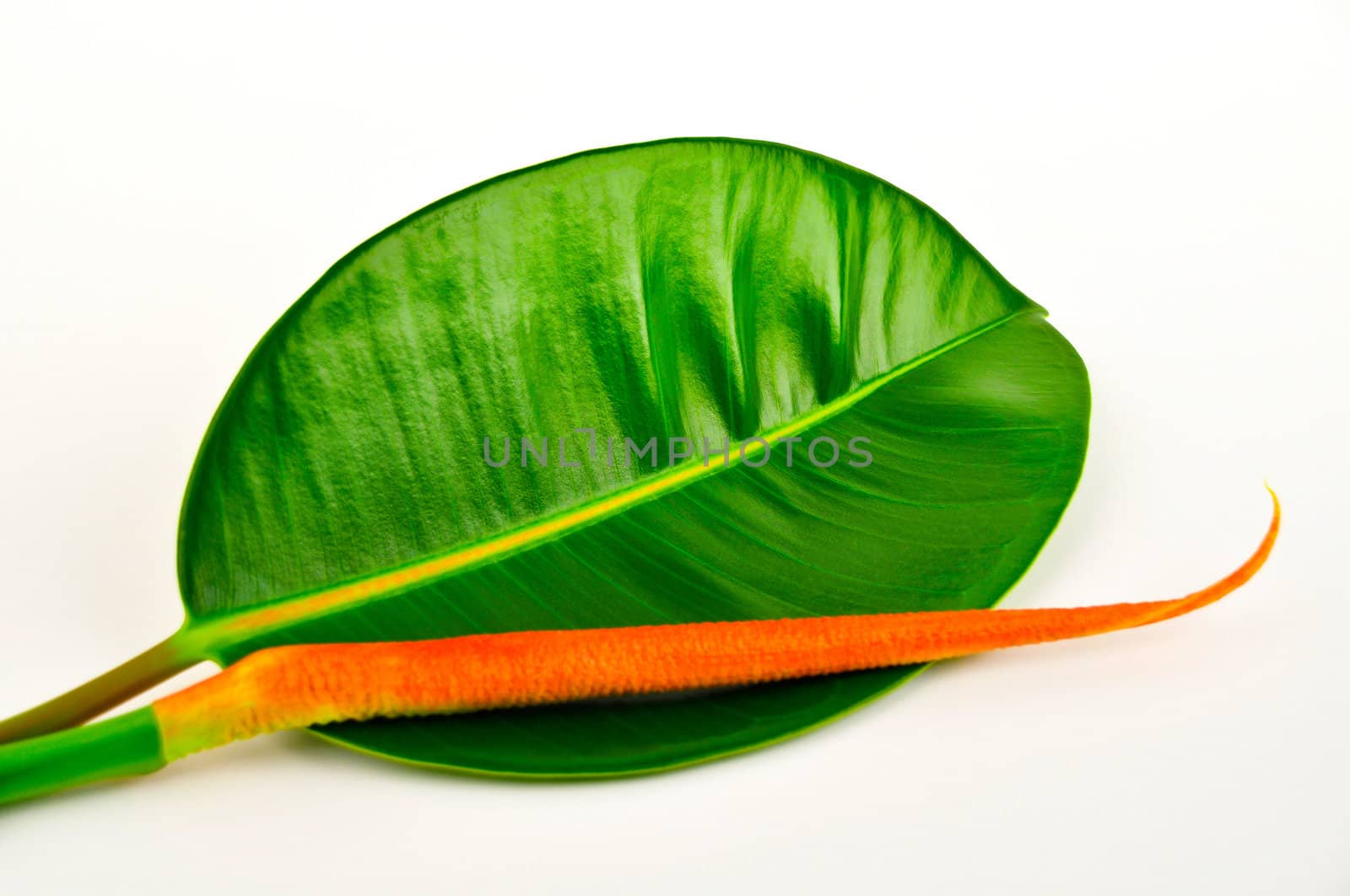 Beautiful rubber tree leaf isolated in white background.