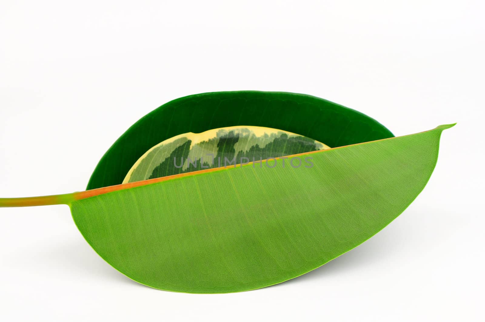 Three rubber tree leaves isolated in white background.