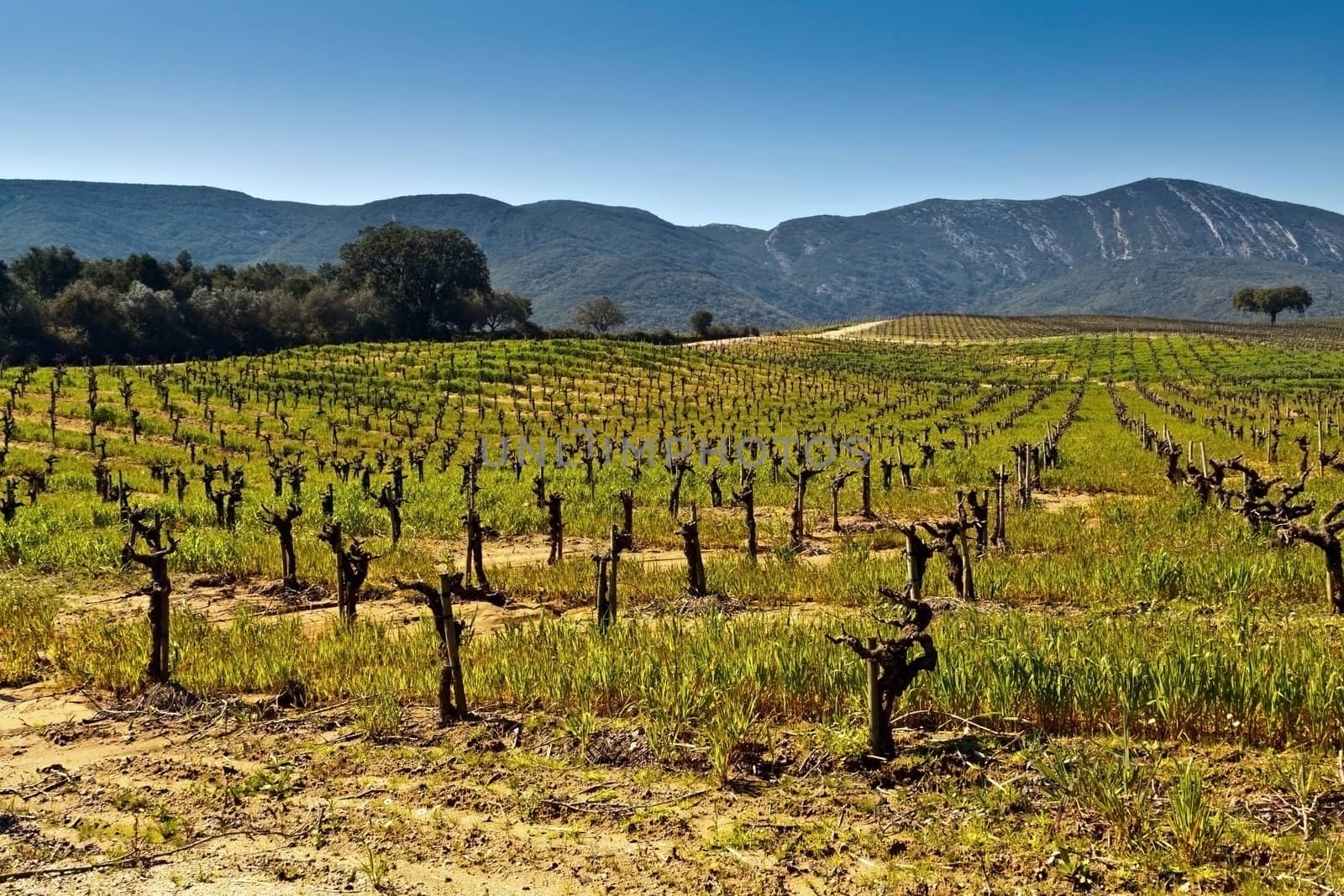 Grapevines in the National Park of Arrabida.