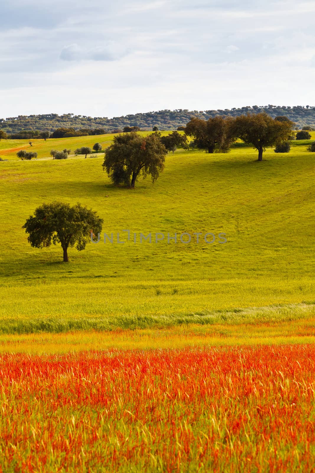 Typical landscape of Alentejo in the beginning of spring. Portugal.