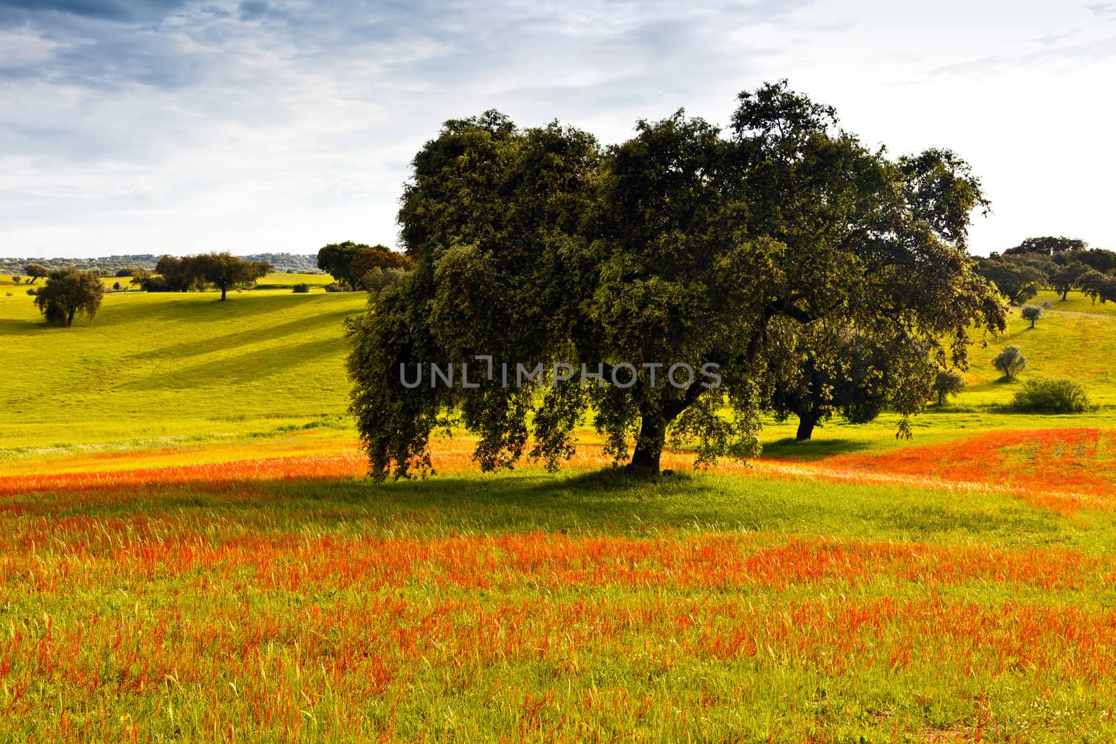 Typical landscape of Alentejo in the beginning of spring. Portugal.