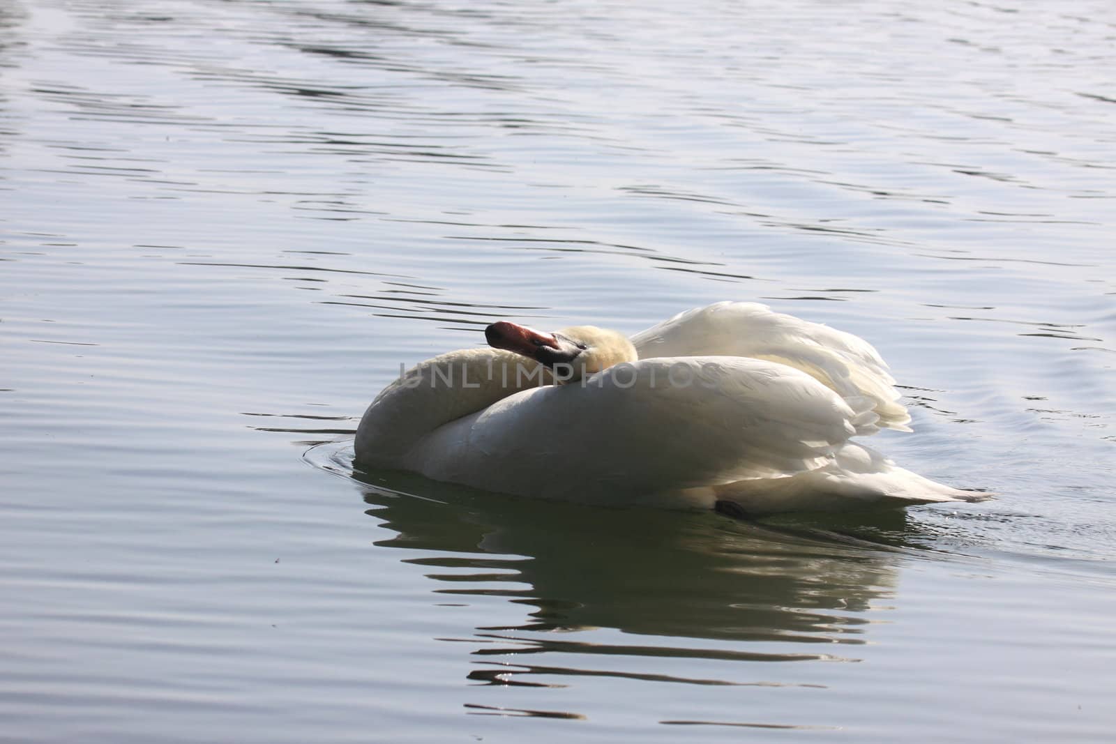 Wild swan mute on its lake in France.