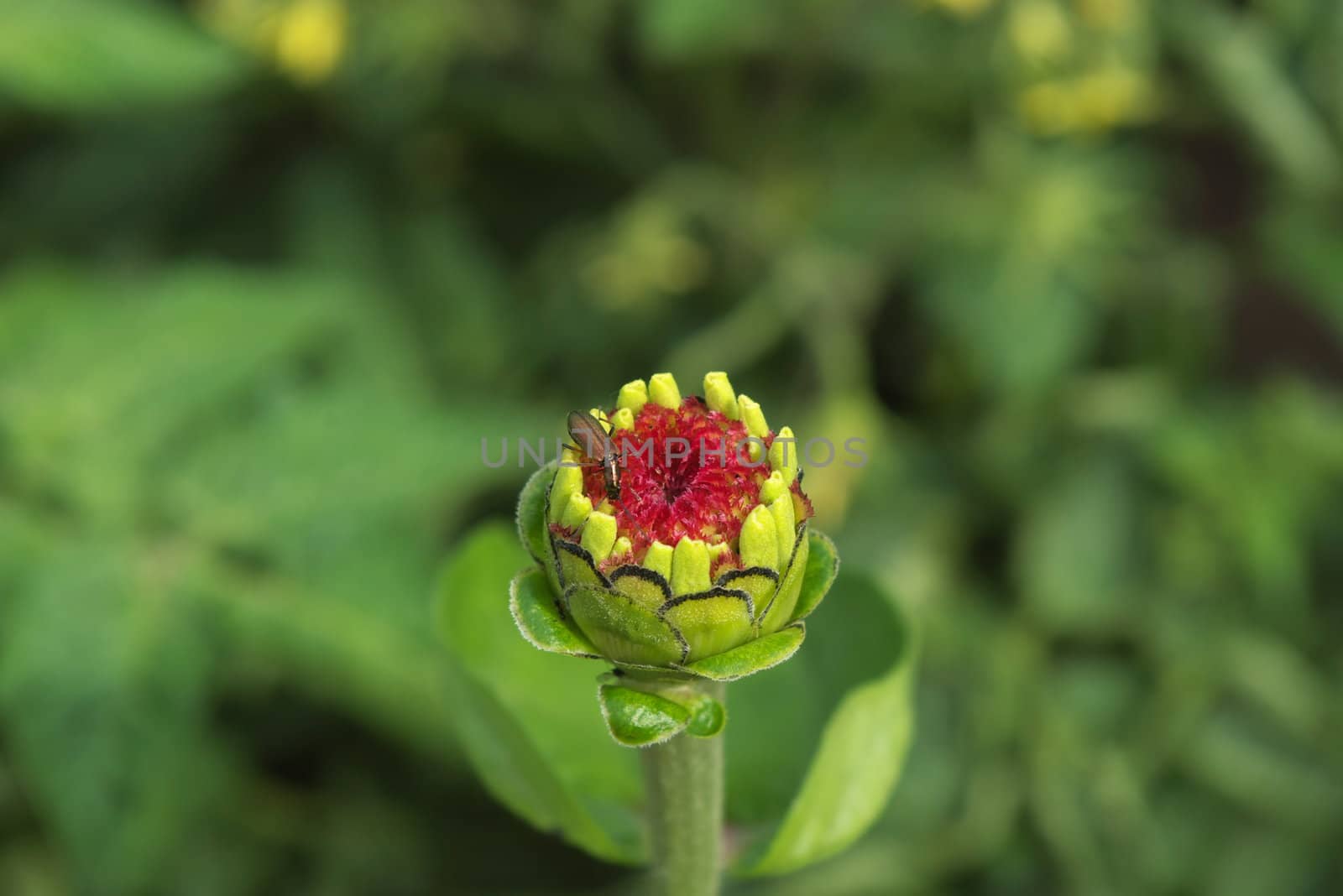 bug on flower