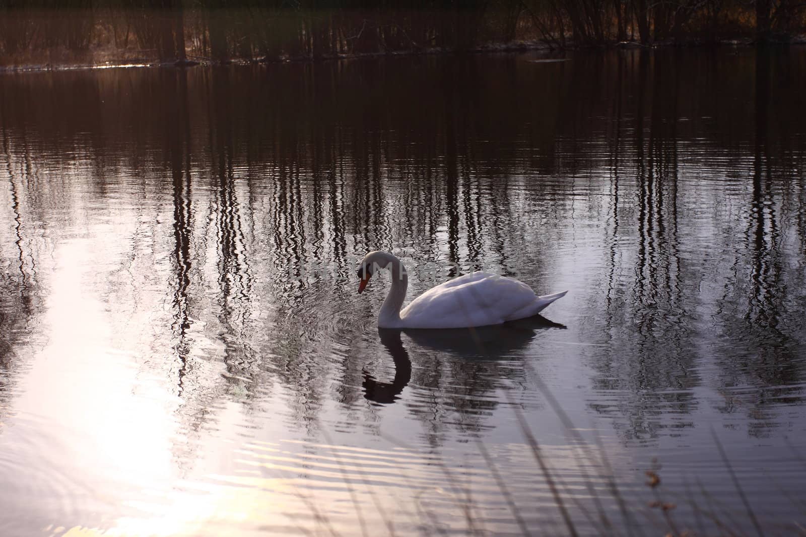 Wild swan mute on its lake in France. by jp_chretien