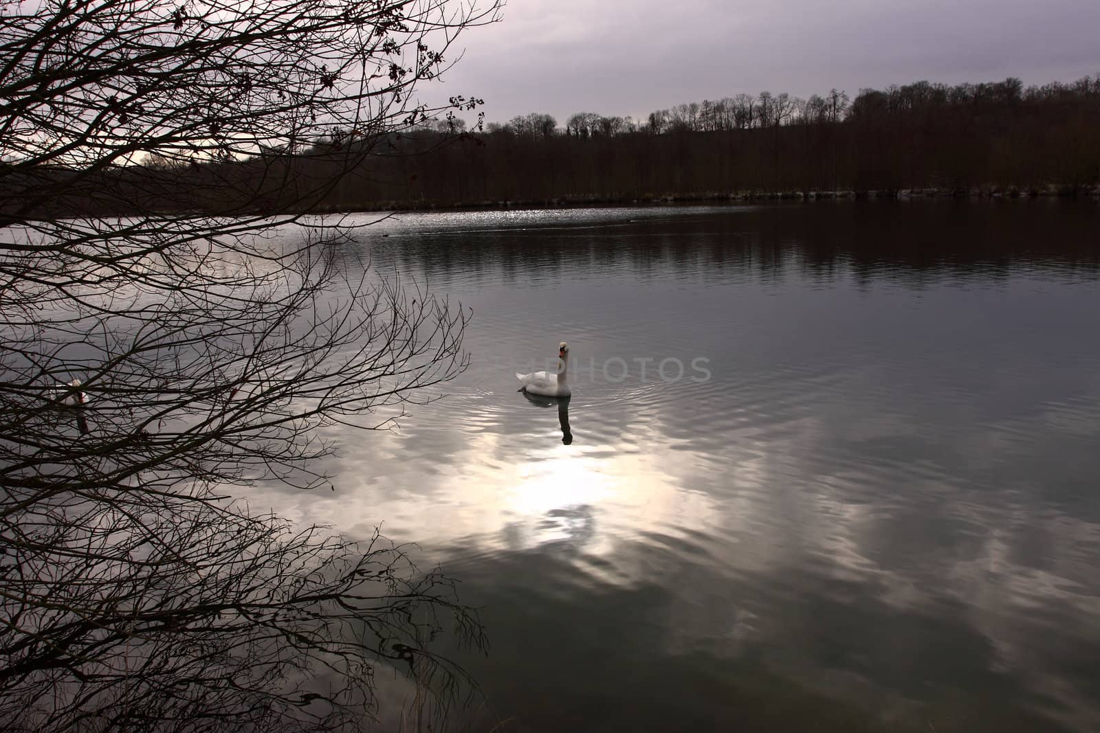 Wild swan mute on its lake in France.