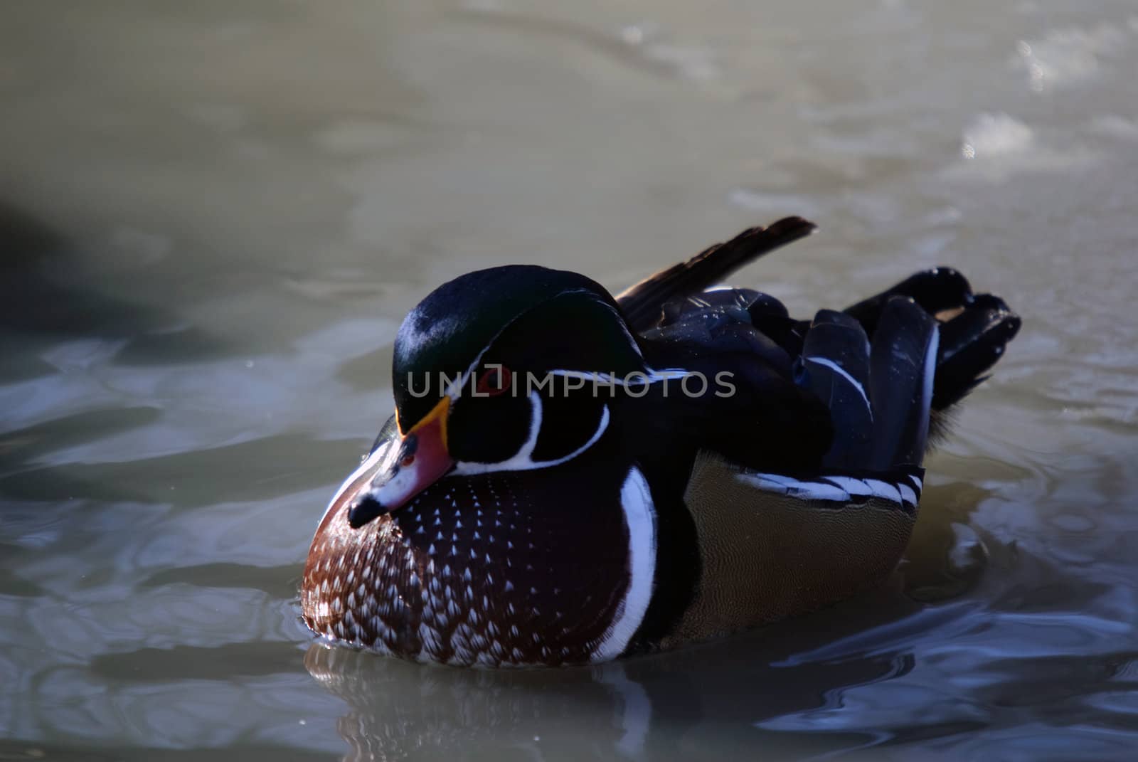 Picture of a beautiful Wood Duck swimming in a pond