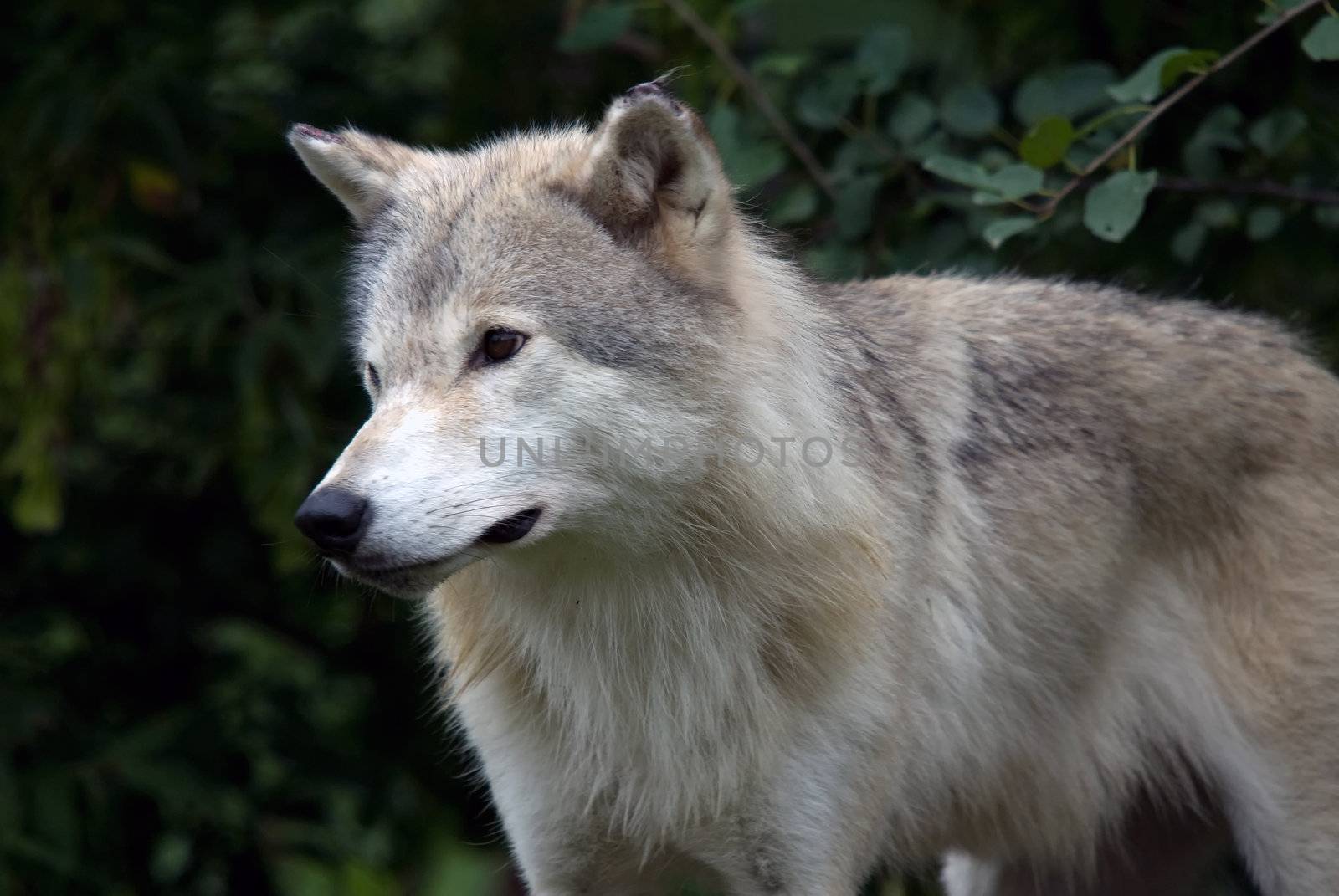 Closeup picture of a gray wolf in its natural habitat