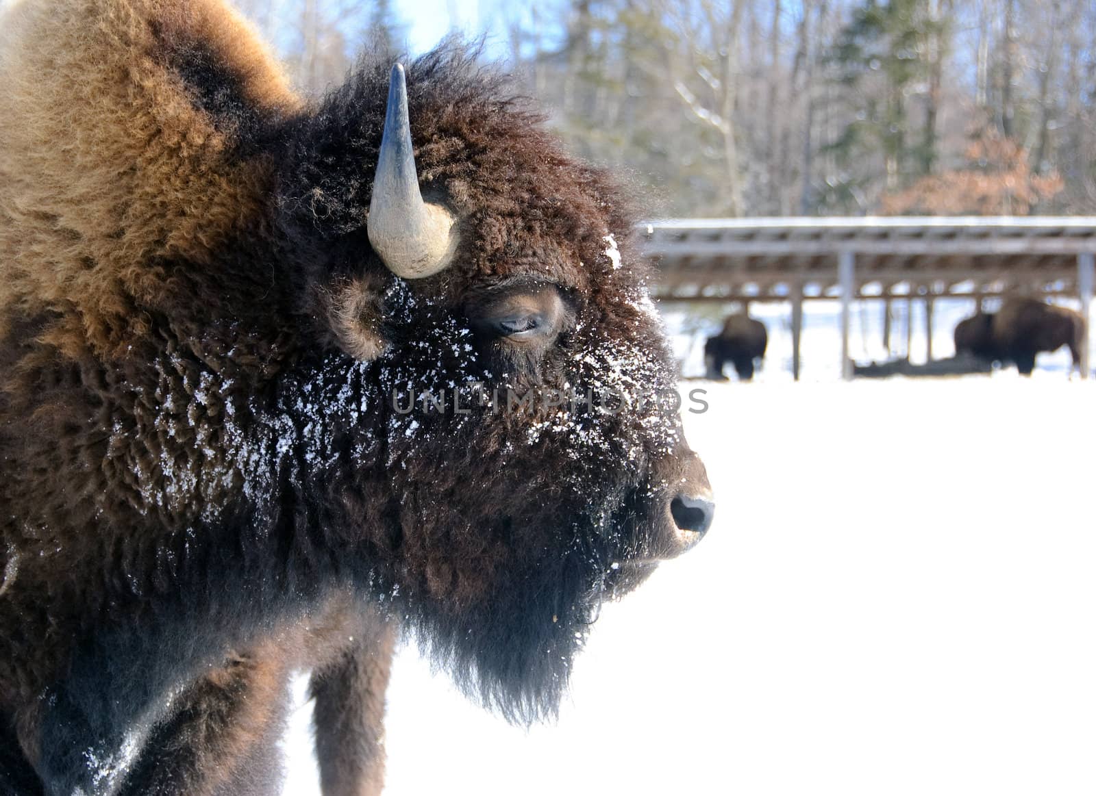 Close-up portrait of a bison