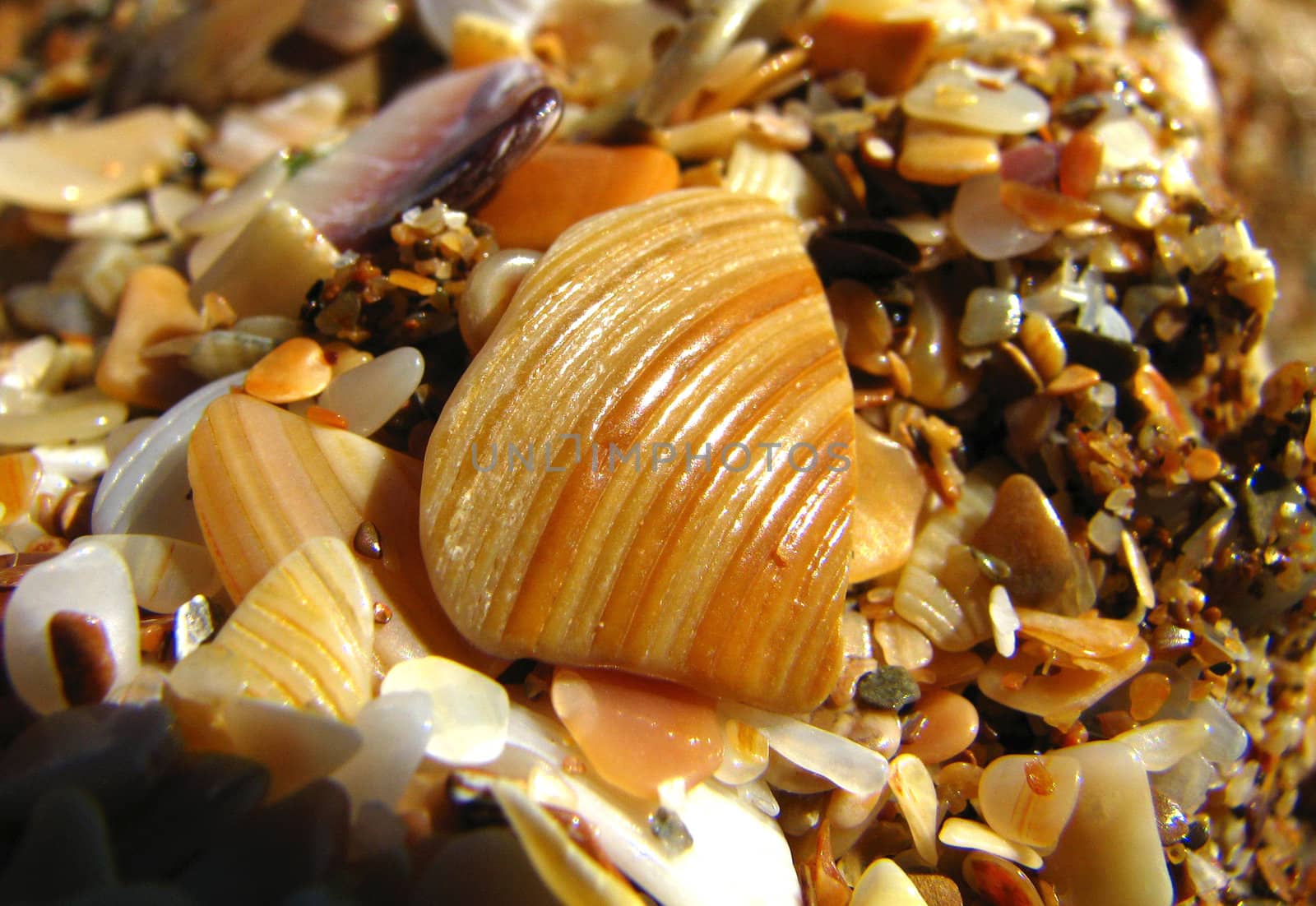 The splinters of cockleshells covering a beach