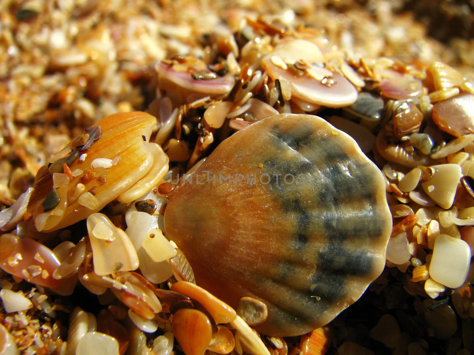 The splinters of cockleshells covering a beach