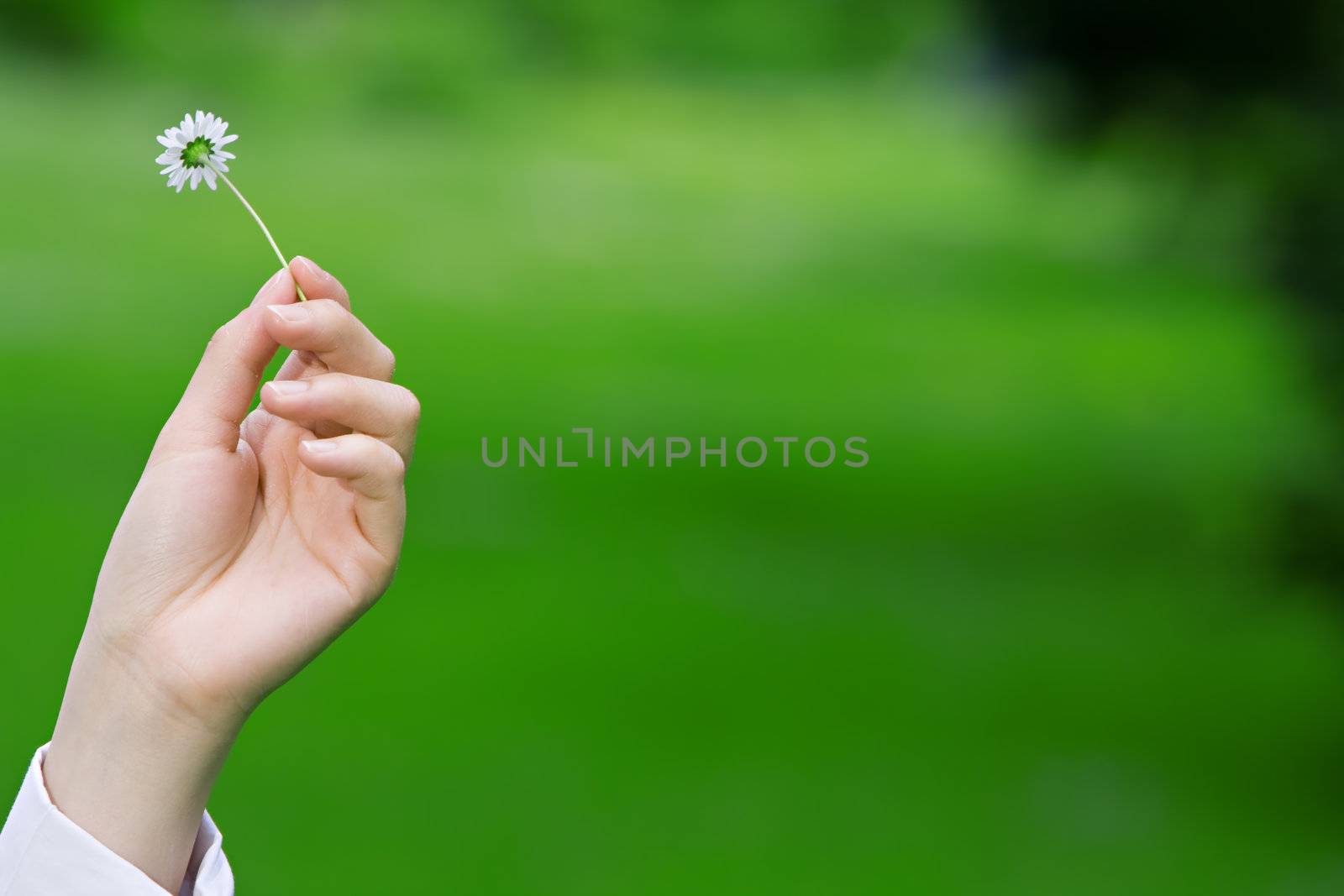 Female hands holding a fragile daisy against a green grass background, environmental theme