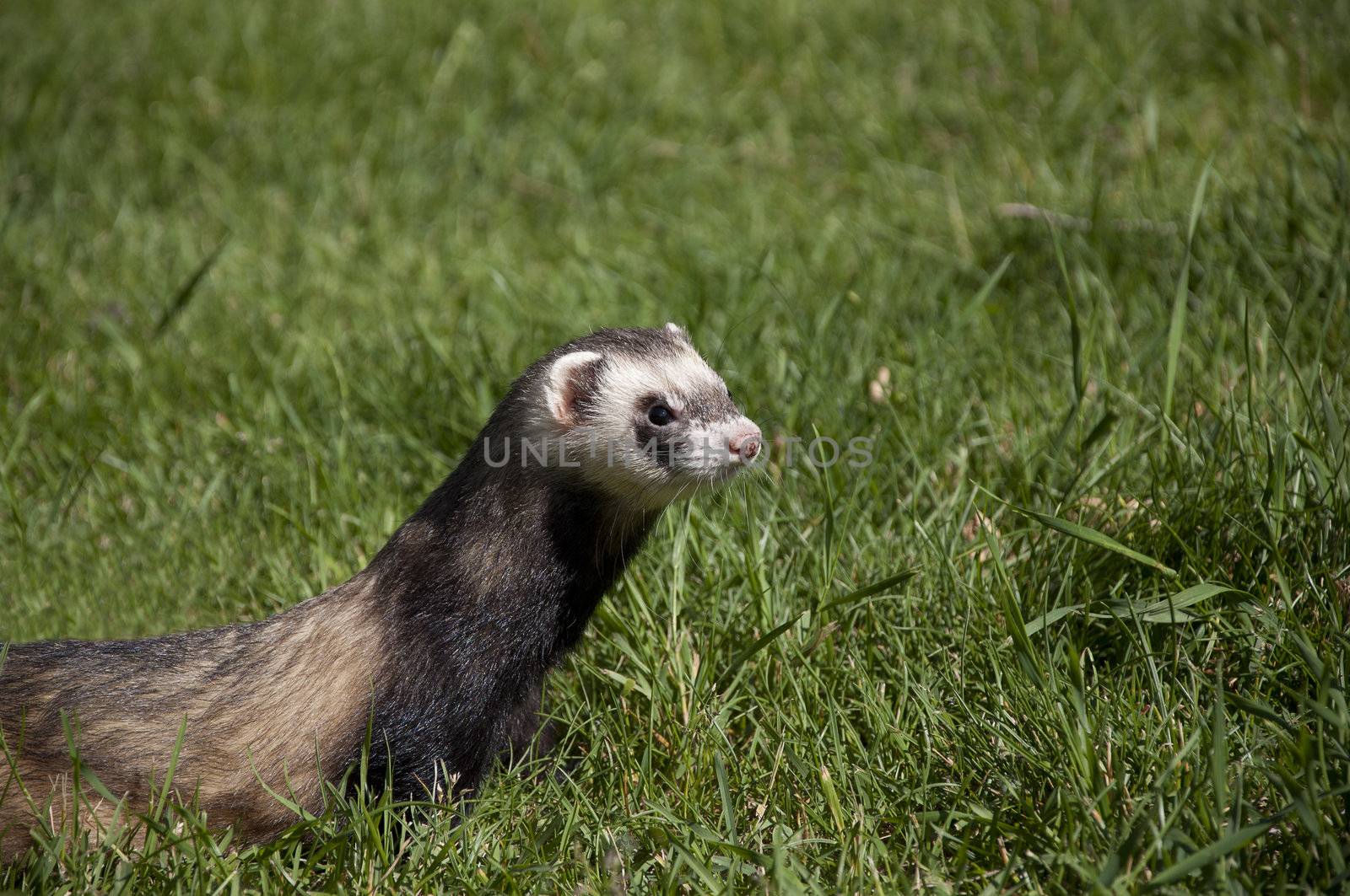 wild ferret walking in the grass in the park