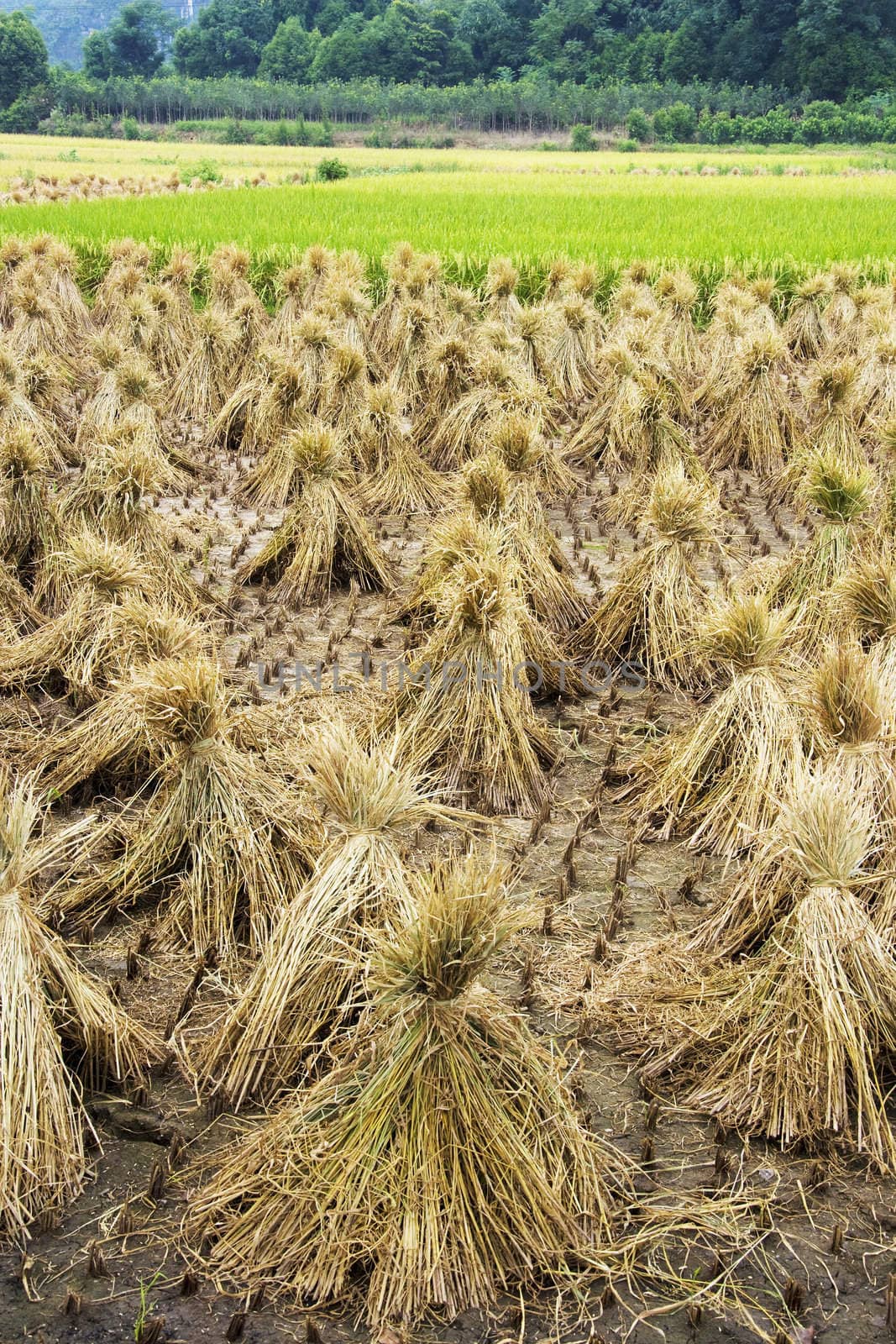 Image of a paddy field at Guilin, China. 