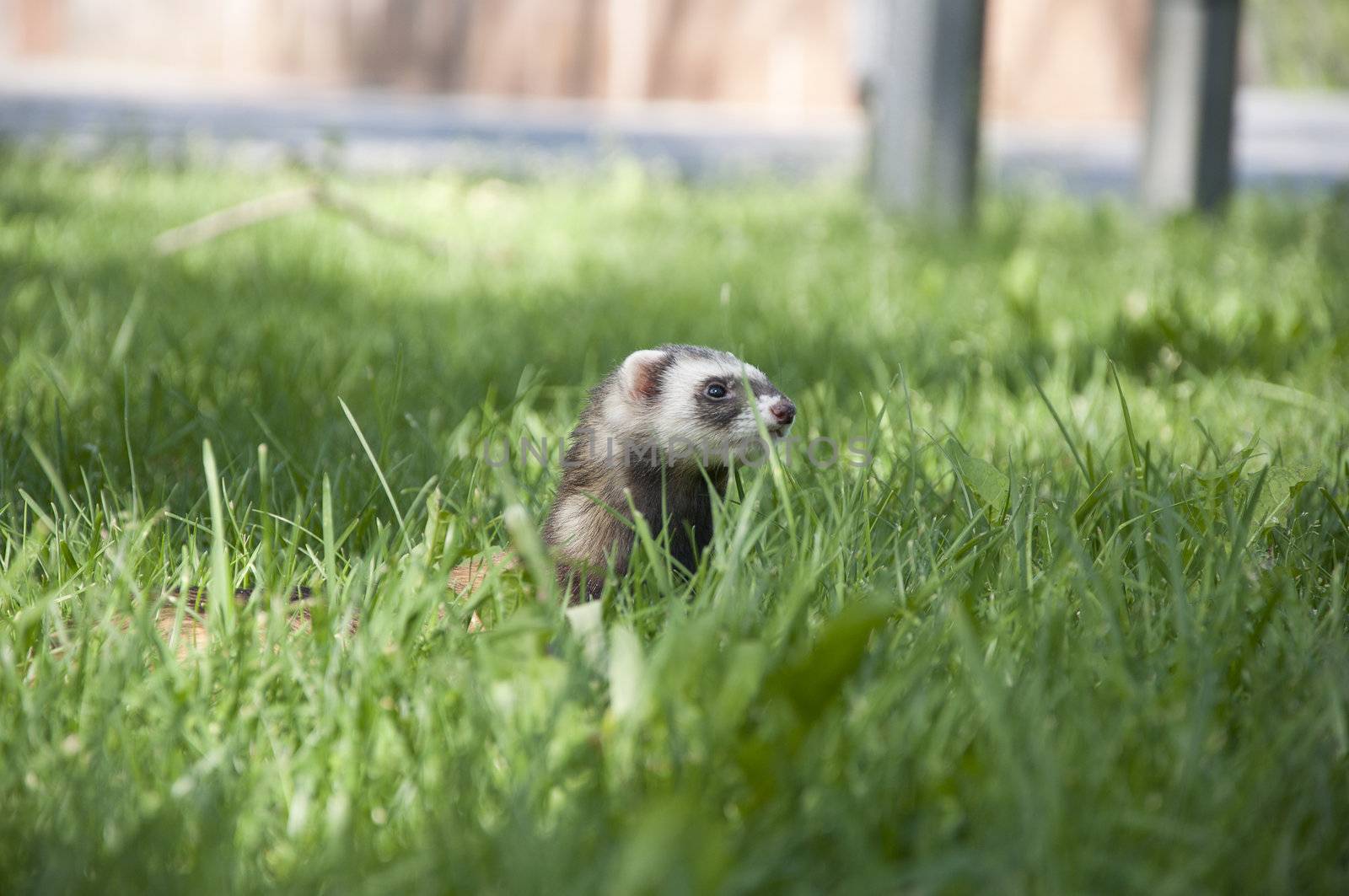 ferret walking in the grass by adam121