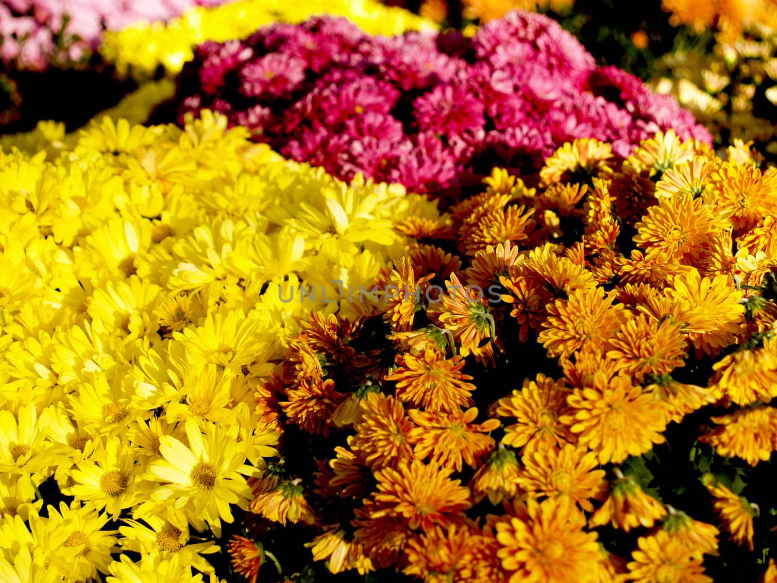 A floral background with several colors of mums.