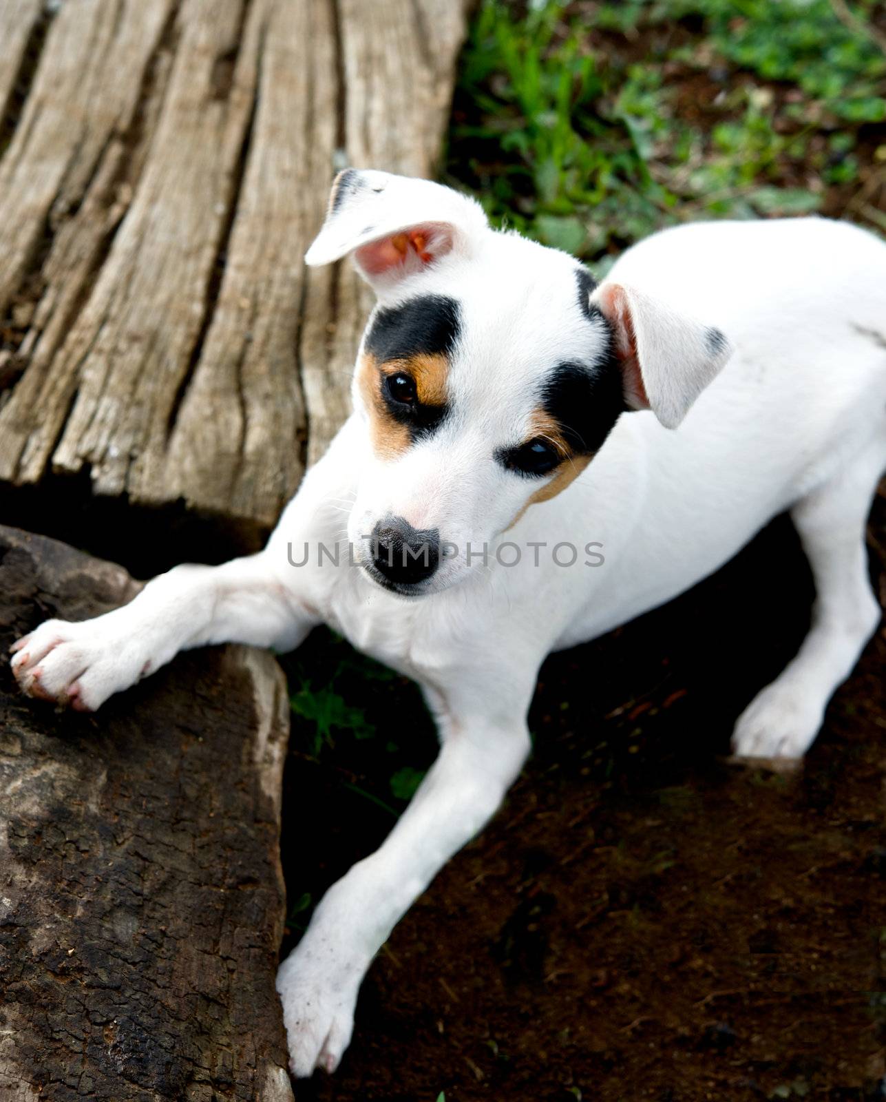 Puppy Fox Terrier looking at camera
