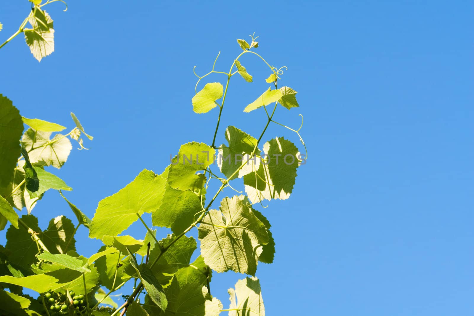 a grapevine on background blue the sky