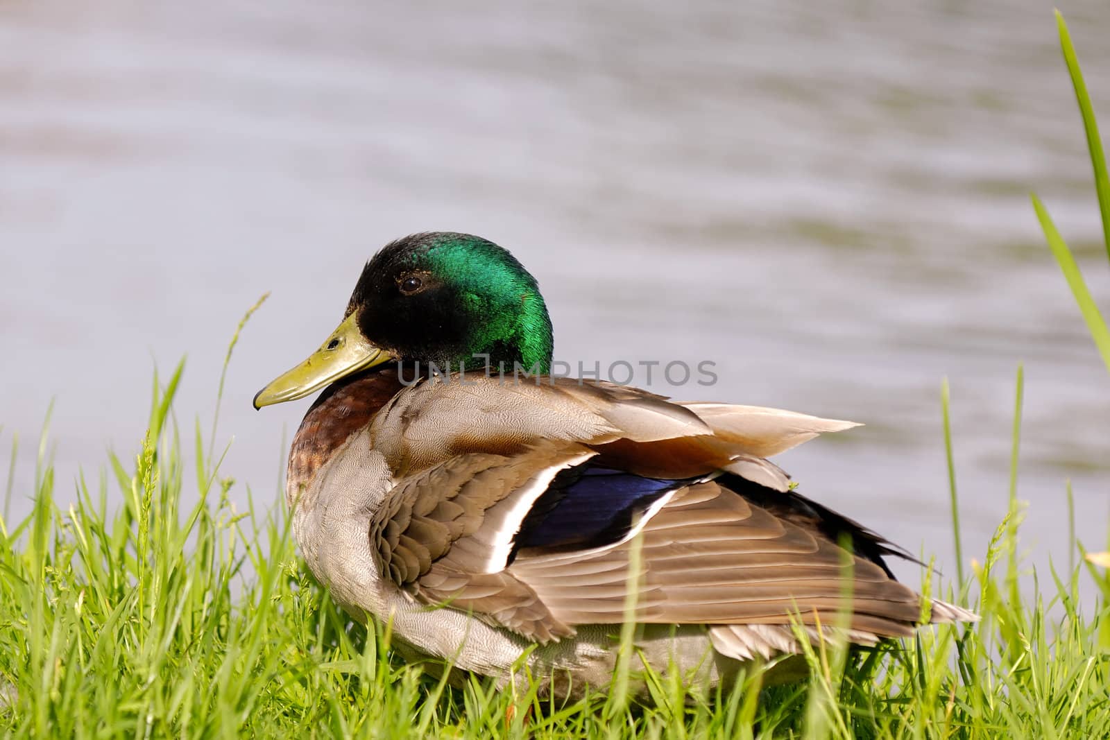 Dock is resting by the lake