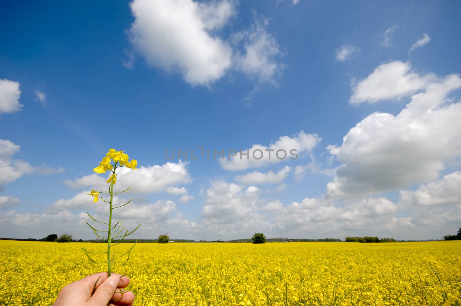 Farmer is holding rape in his hand. The background is a nice rape field and blue and cloudy sky.