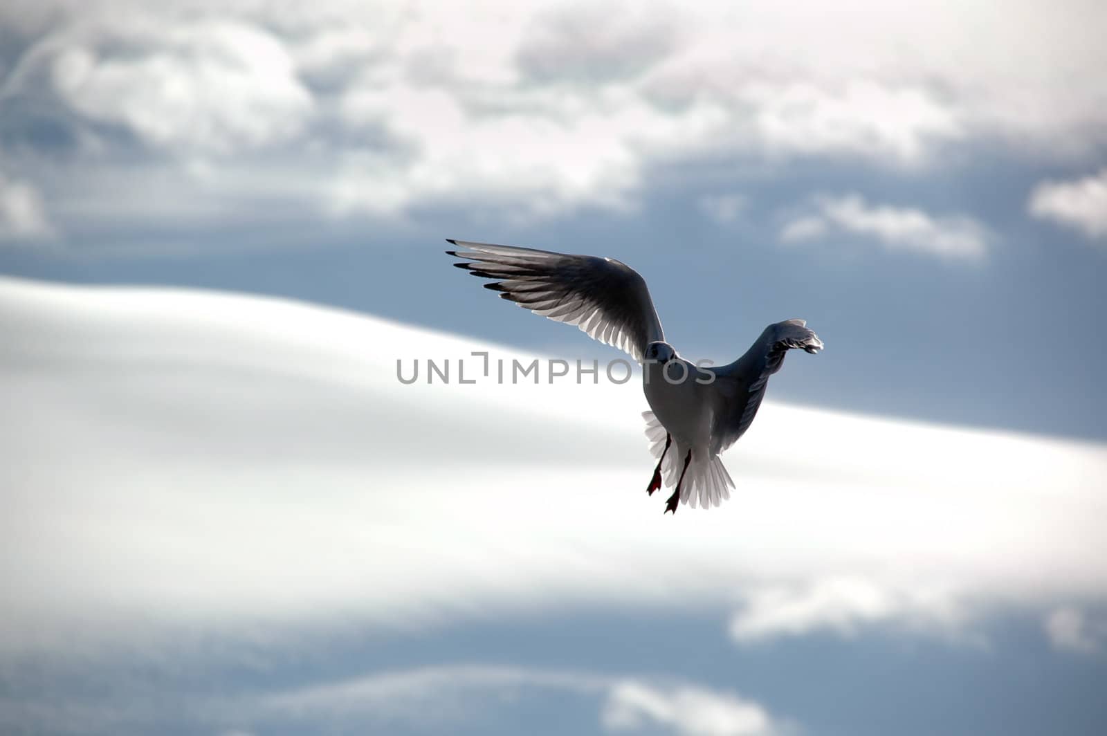Seagull and clouds. A seagull is flying in blue and cloudy sky.
