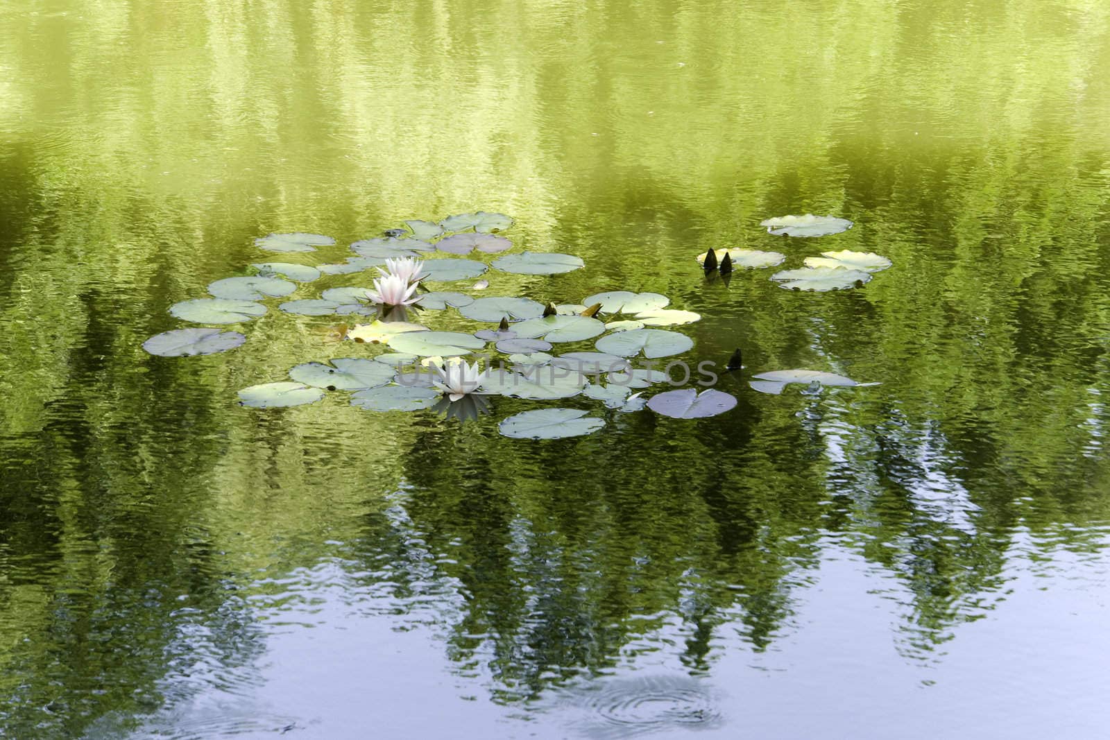 Water-lilies on lake by Sergey_Shulgin