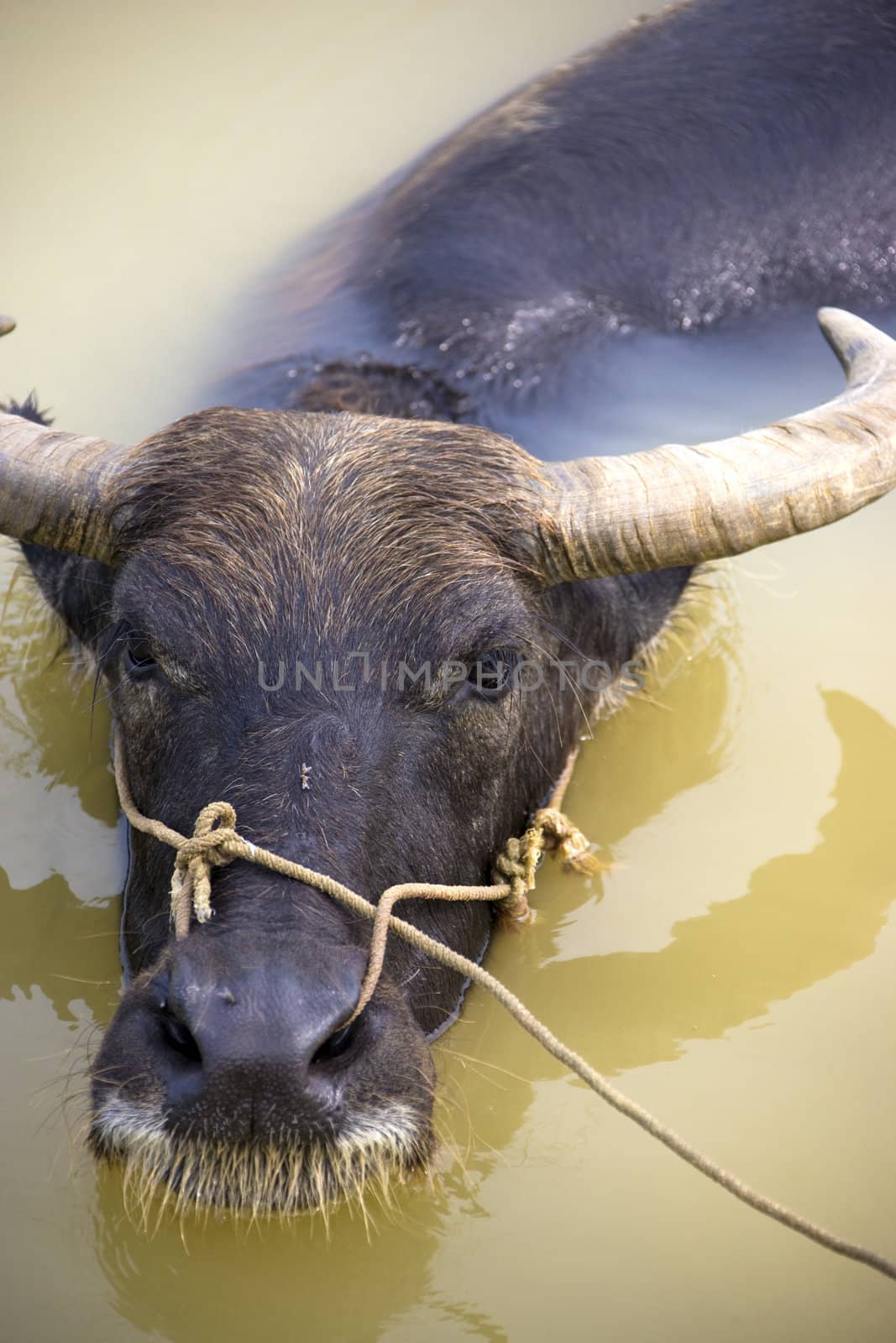Water Buffalo by shariffc