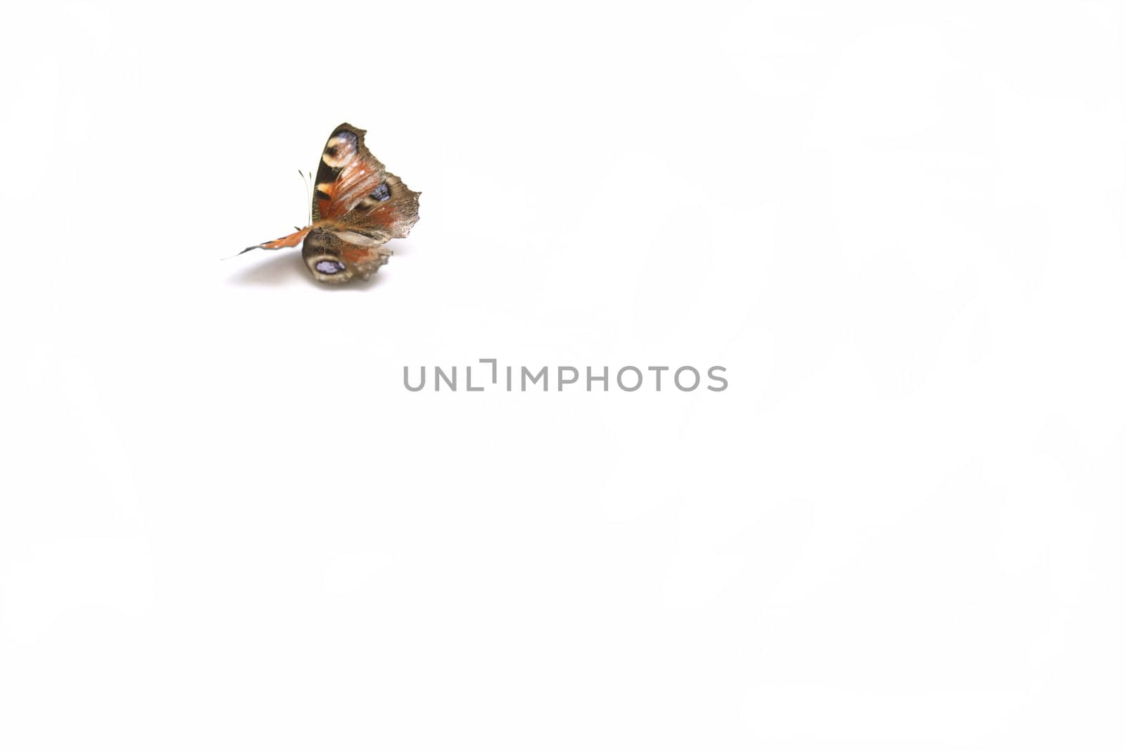 A red admiral butterfly set to the top left of a landscape format image isolated on a white background, leaving plenty of room surrounding for text/copy etc.